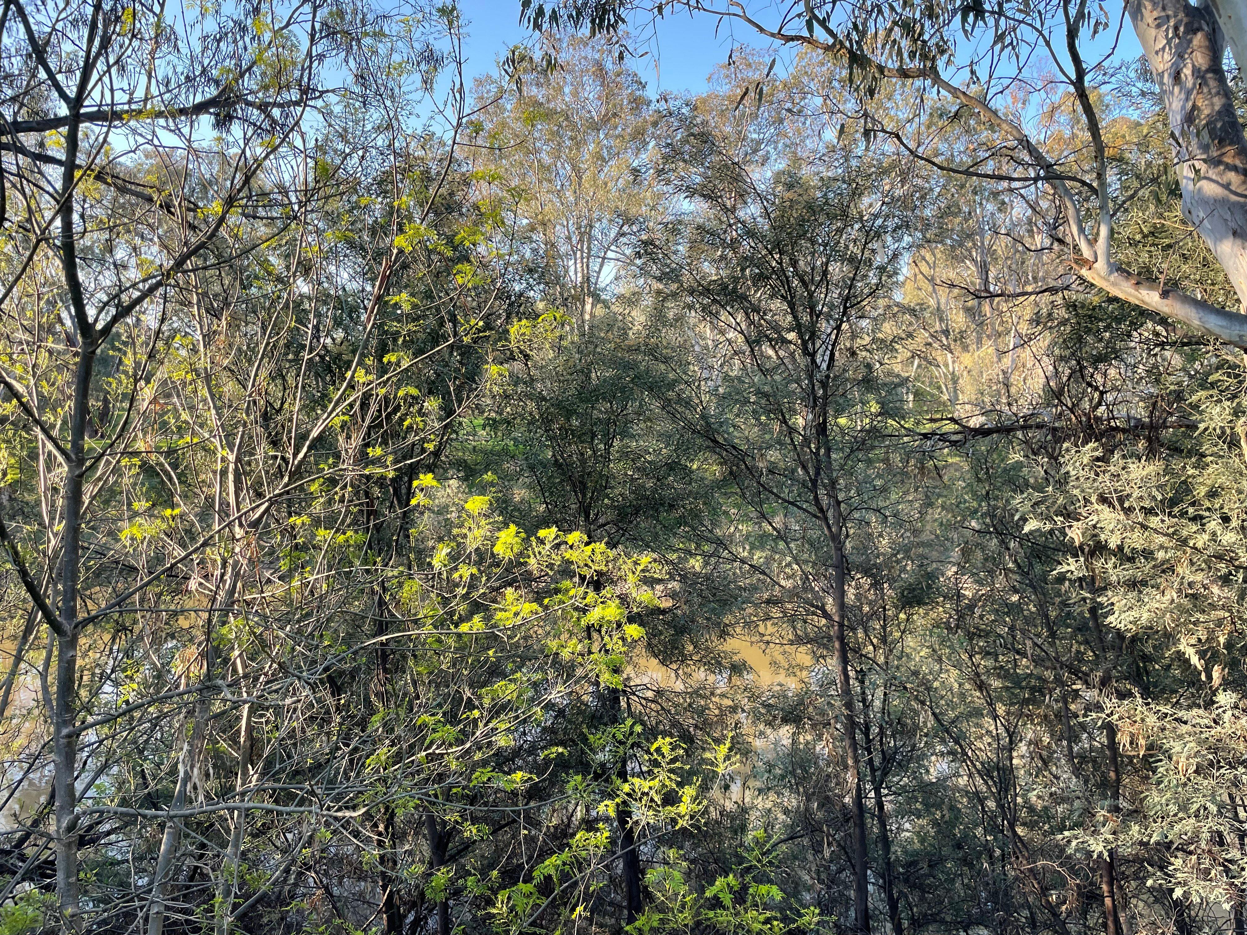 Murchison Public Gardens