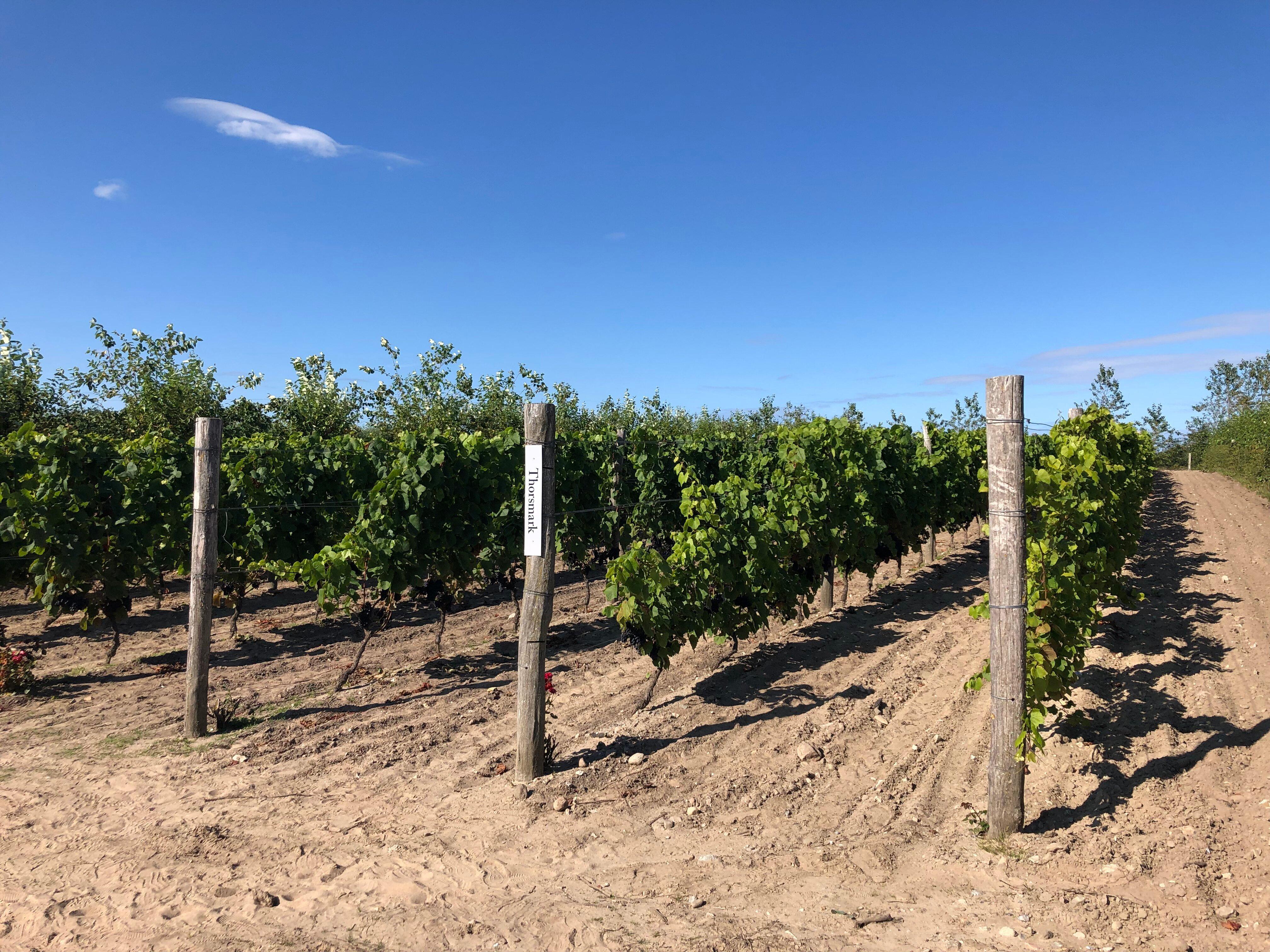 Nygårdsminde Vingård