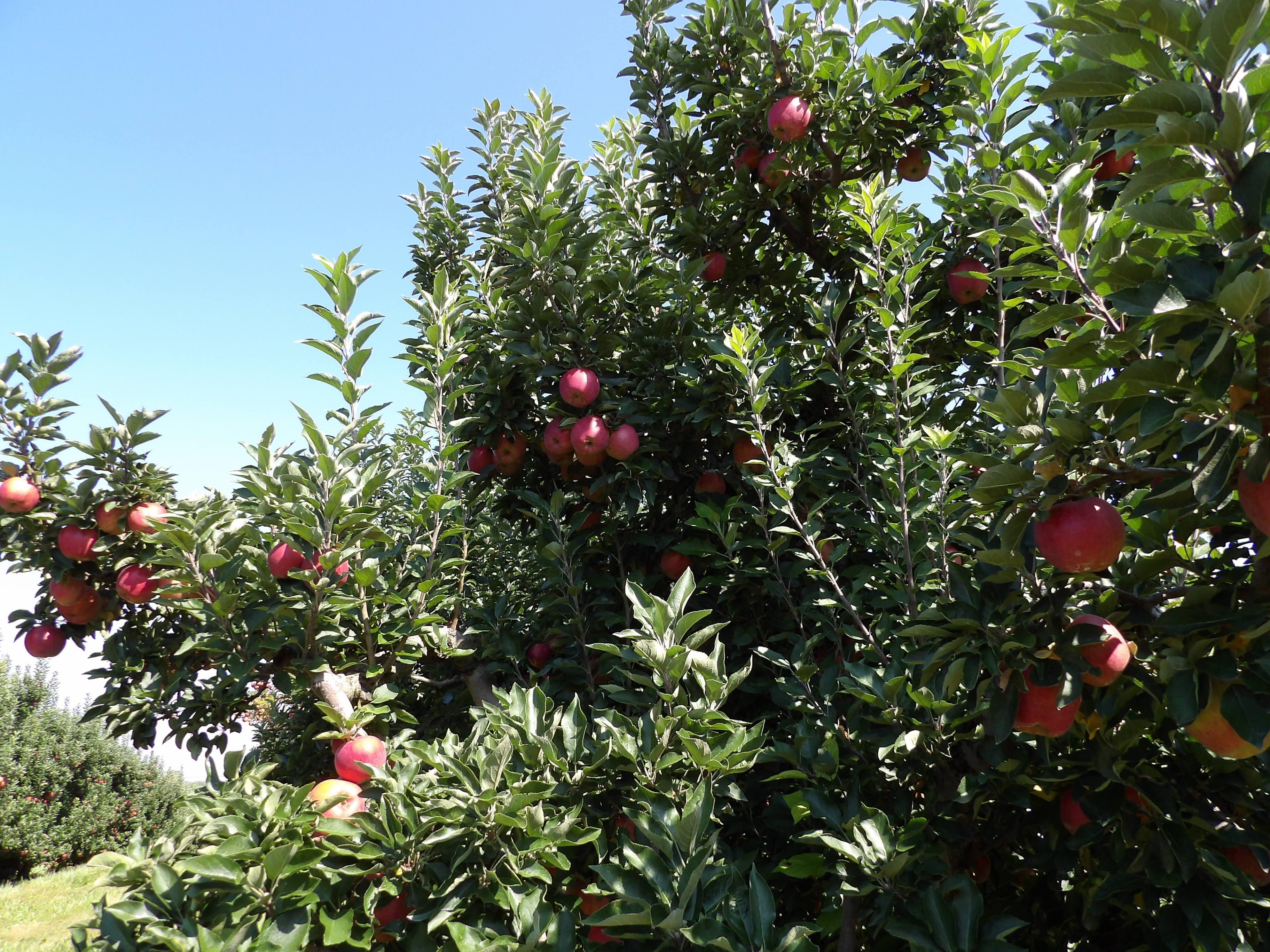 MacQueen Orchards & Farm Market