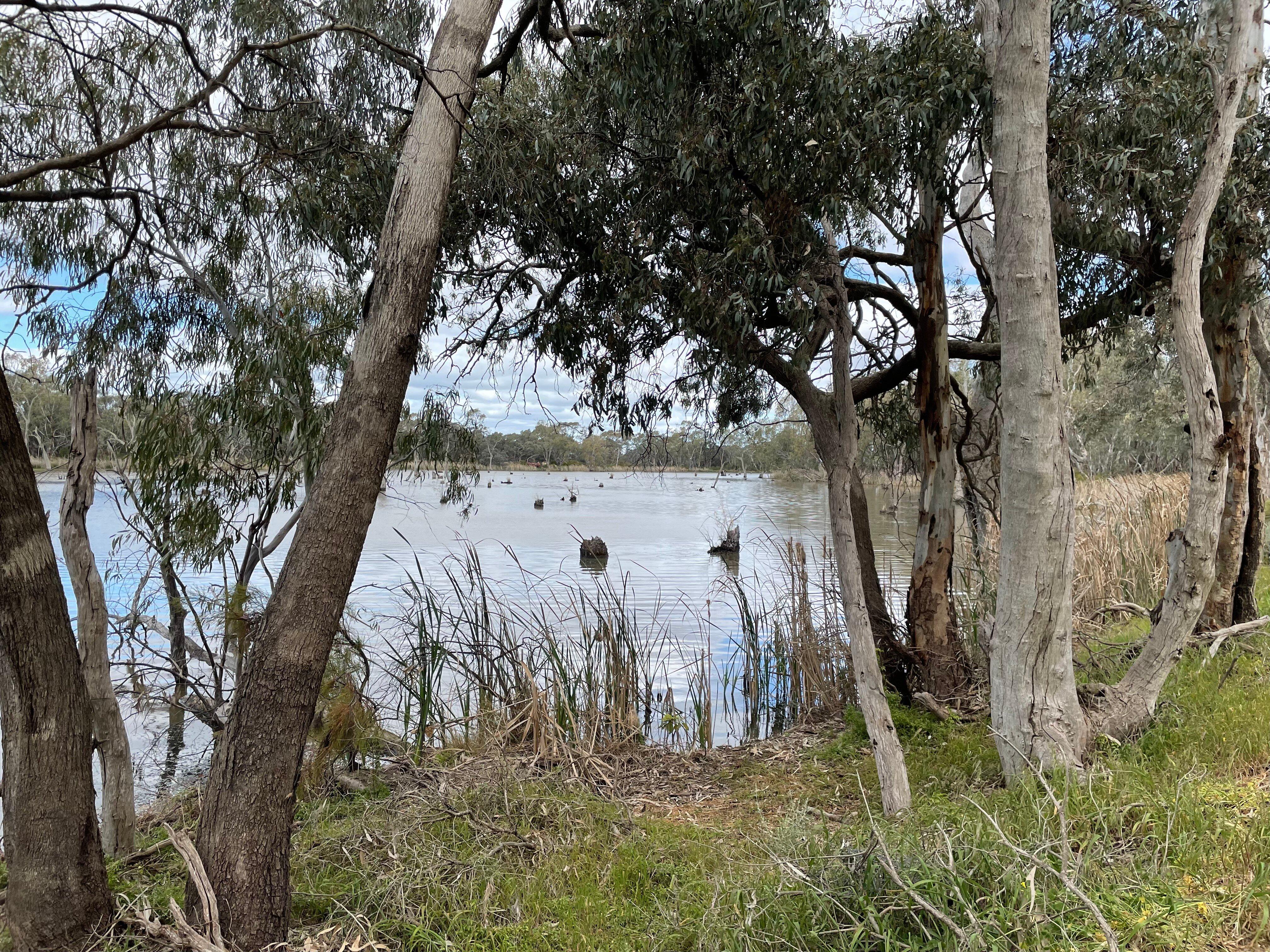 Upper Gunbower Lagoon