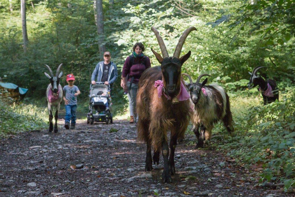 Geissebuebe + Eselmeitli