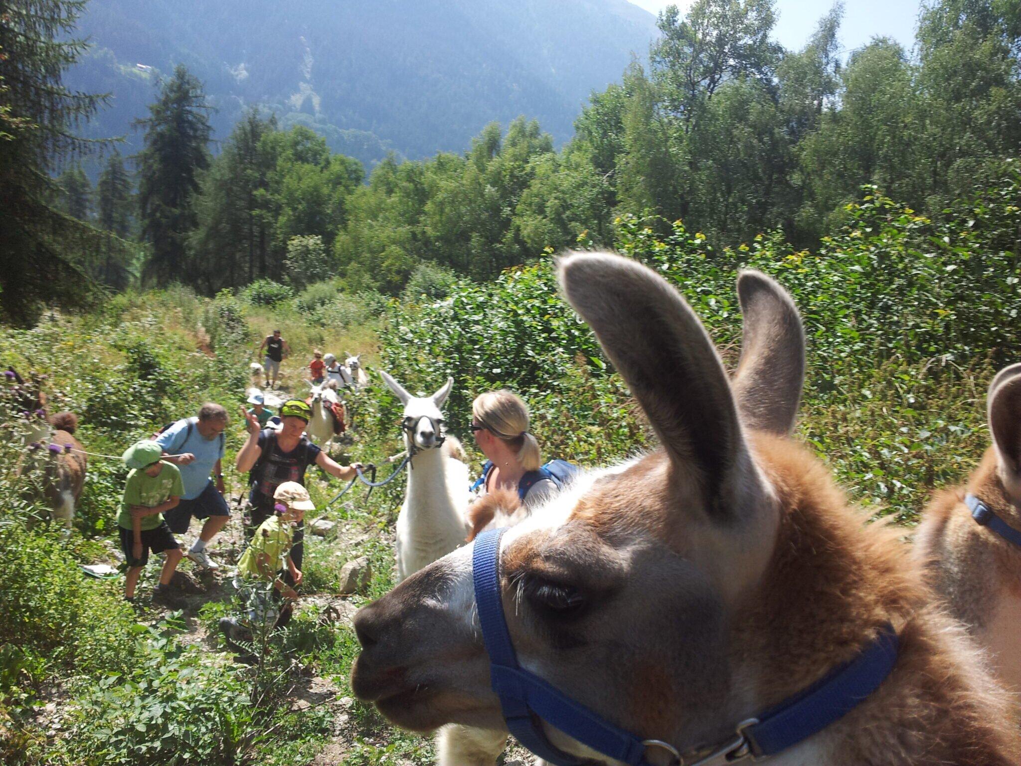 Pauraria Puntetta Lamatrekking