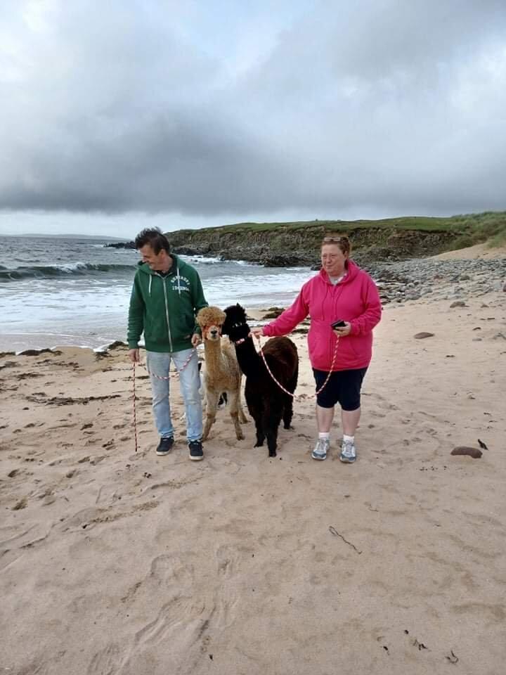Achill Island Alpacas