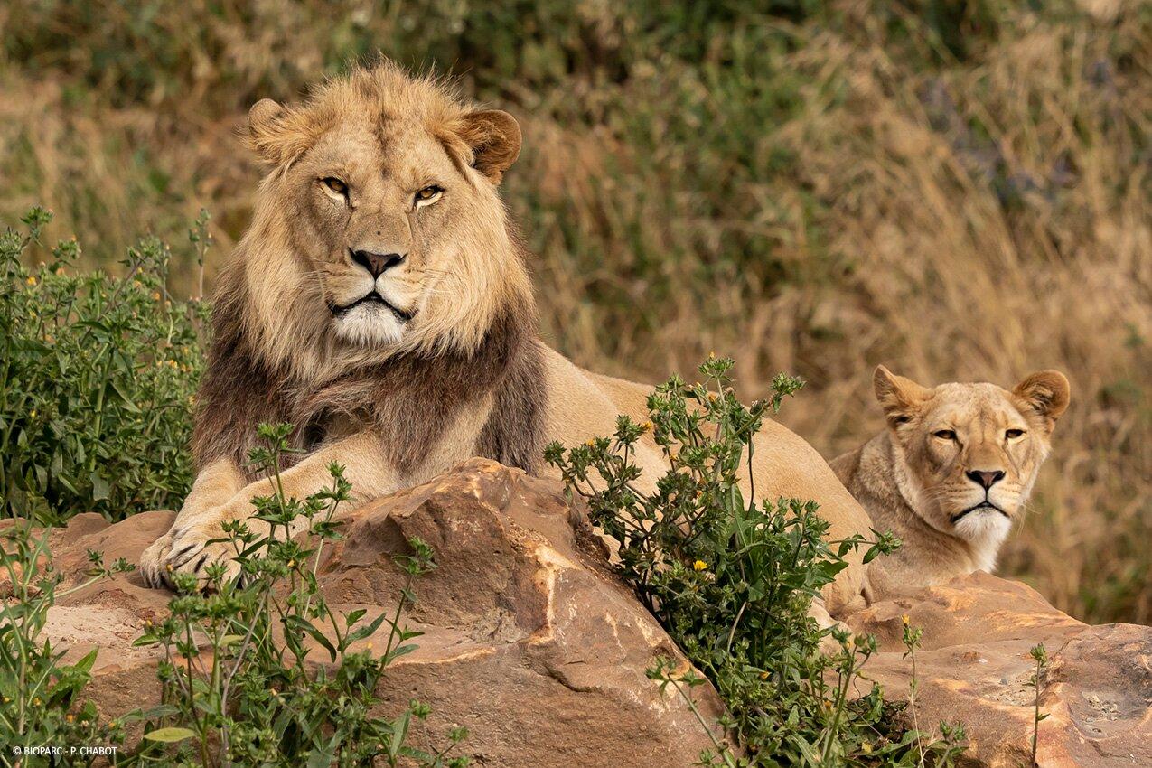Bioparc - Zoo de Doué la Fontaine
