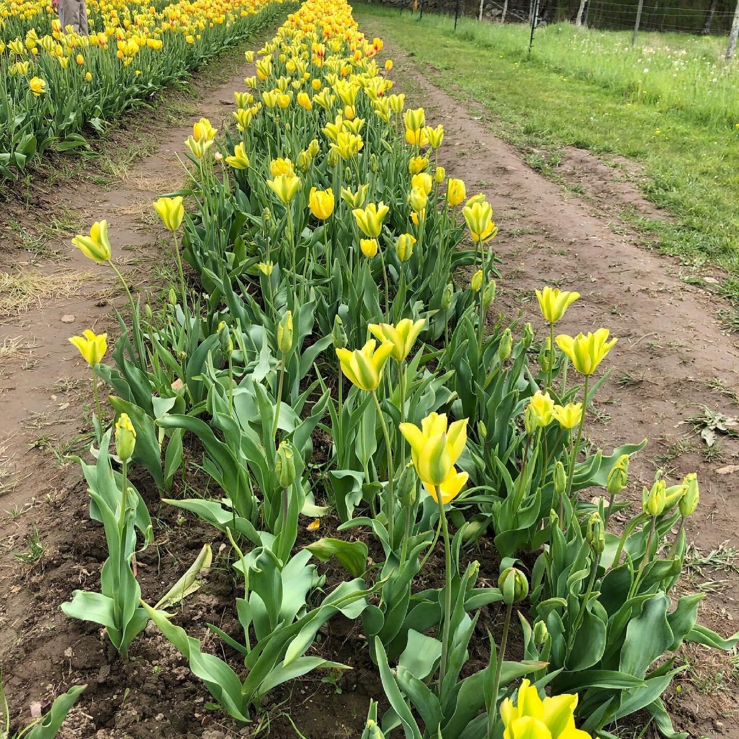 Wicked Tulips Flower Farm