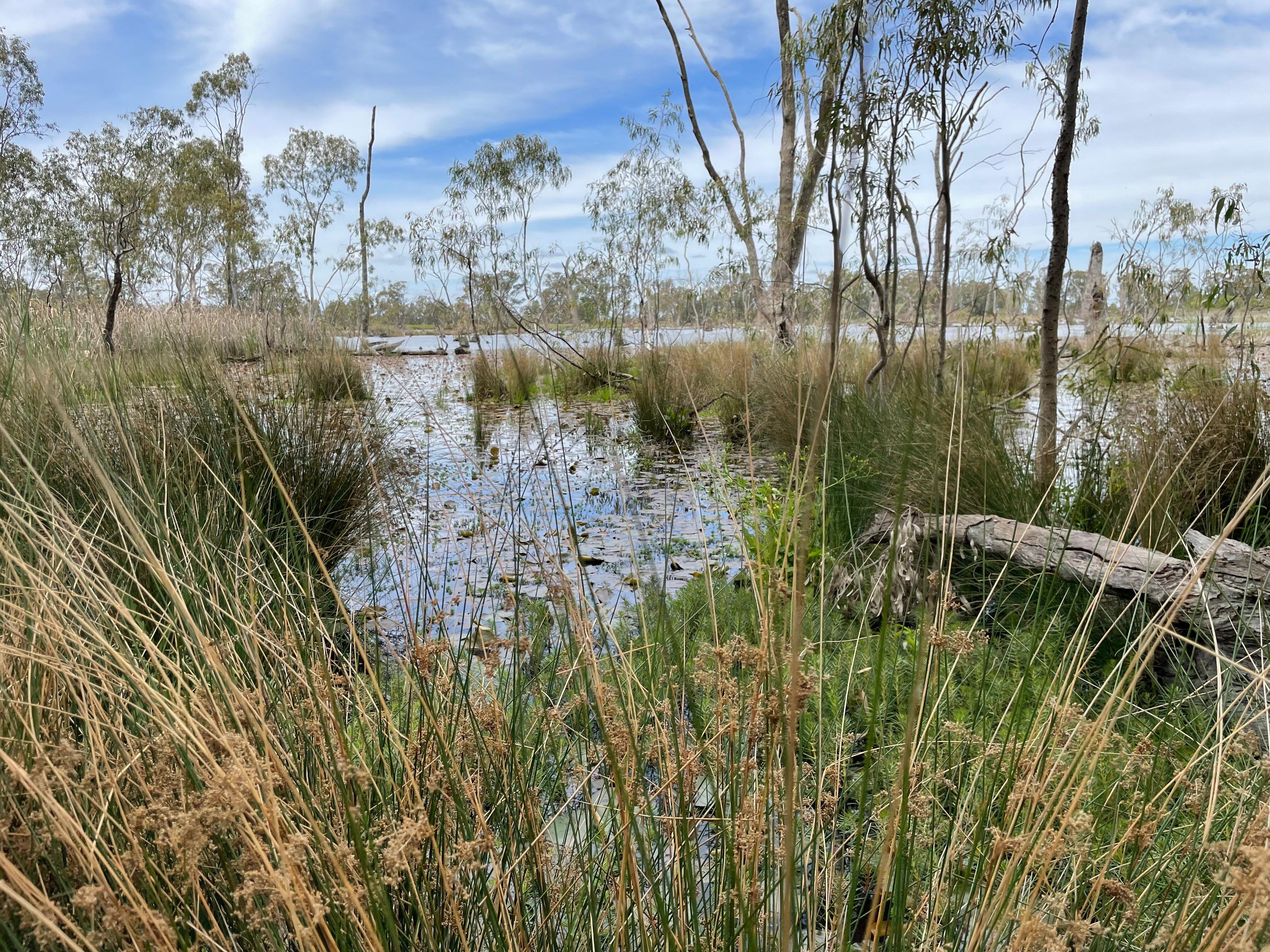 Gunbower Island Forest Drive