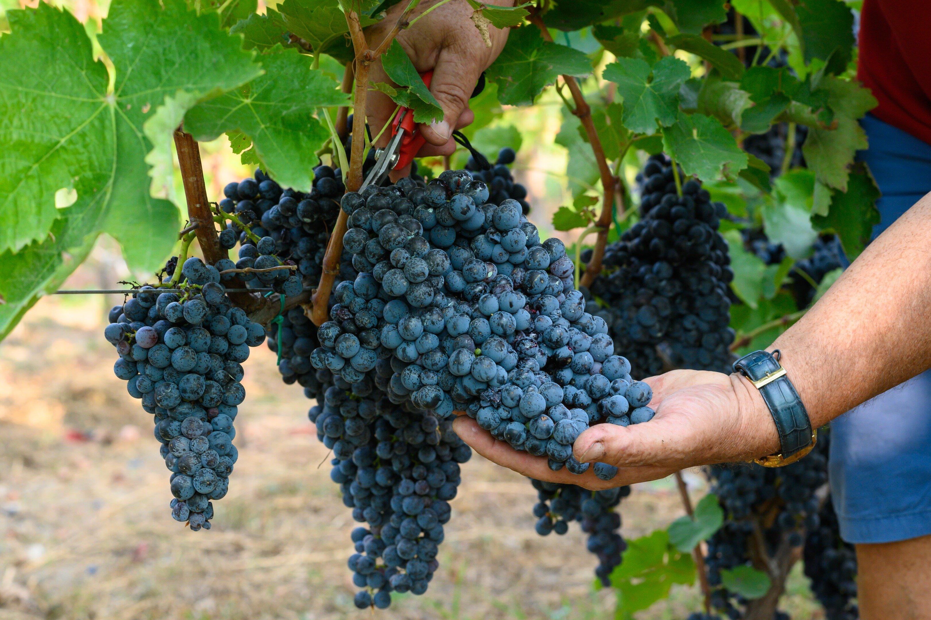 Visita all'Azienda Agrituristica Vivinatura e Degustazioni di Vini a Pompei