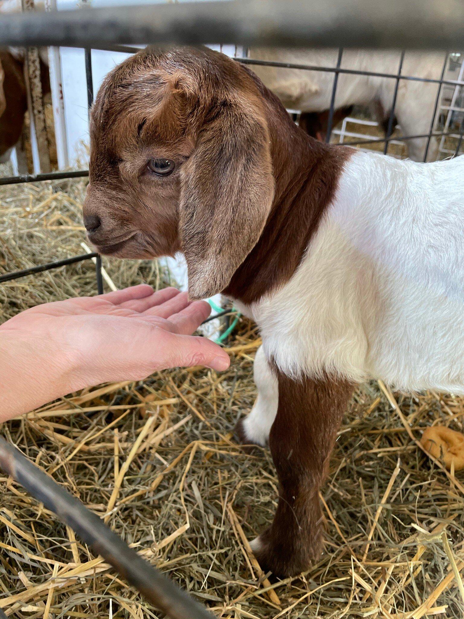 Govin's Meats & Berries