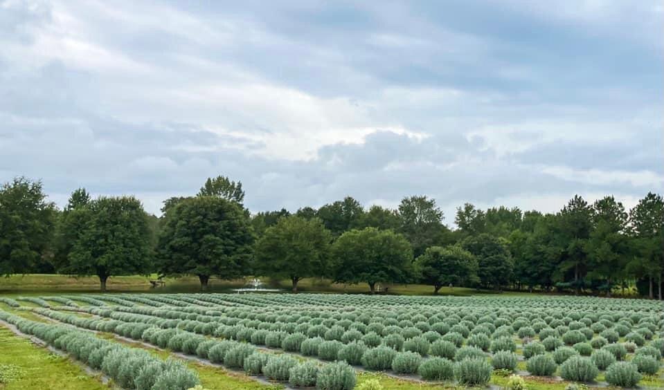 King George Lavender