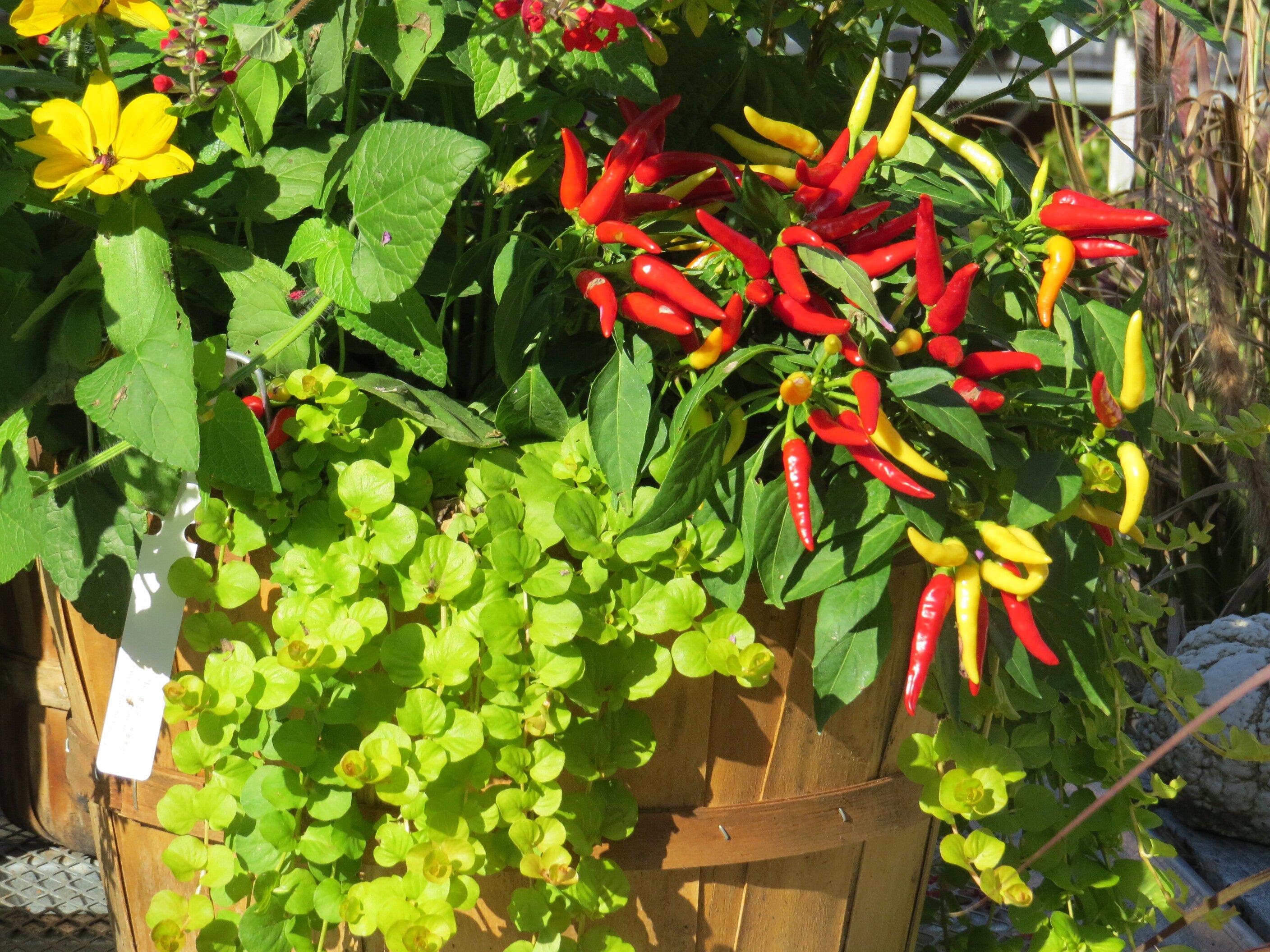 Back to Nature Home & Garden LLC