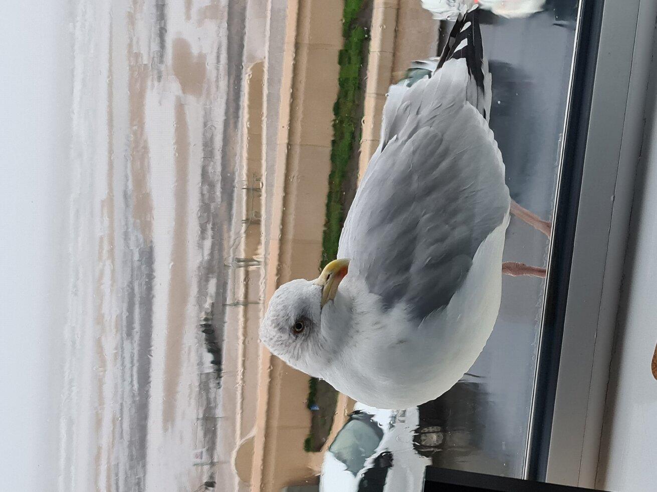 Highcliffe Apartments