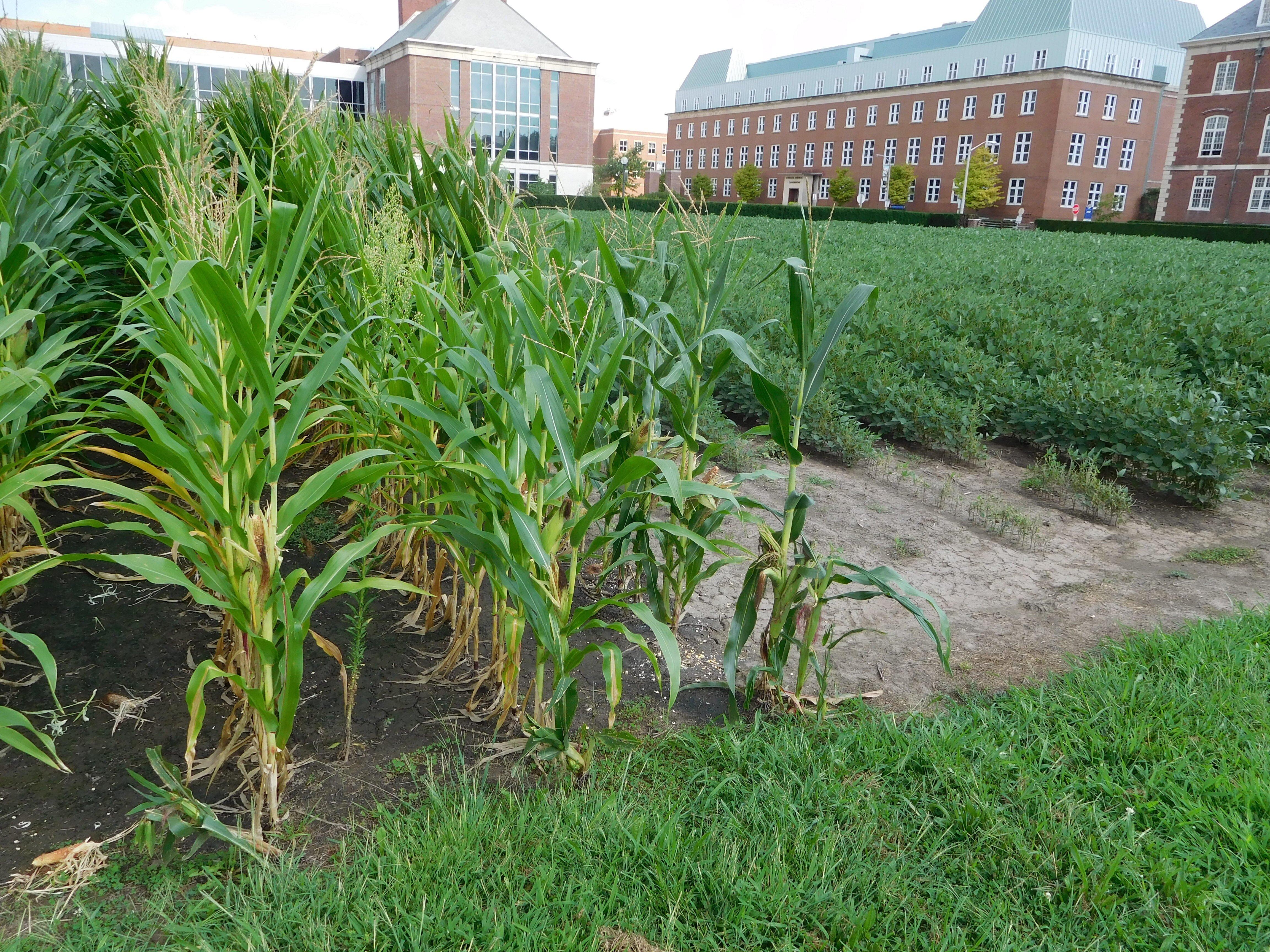 Morrow Plots
