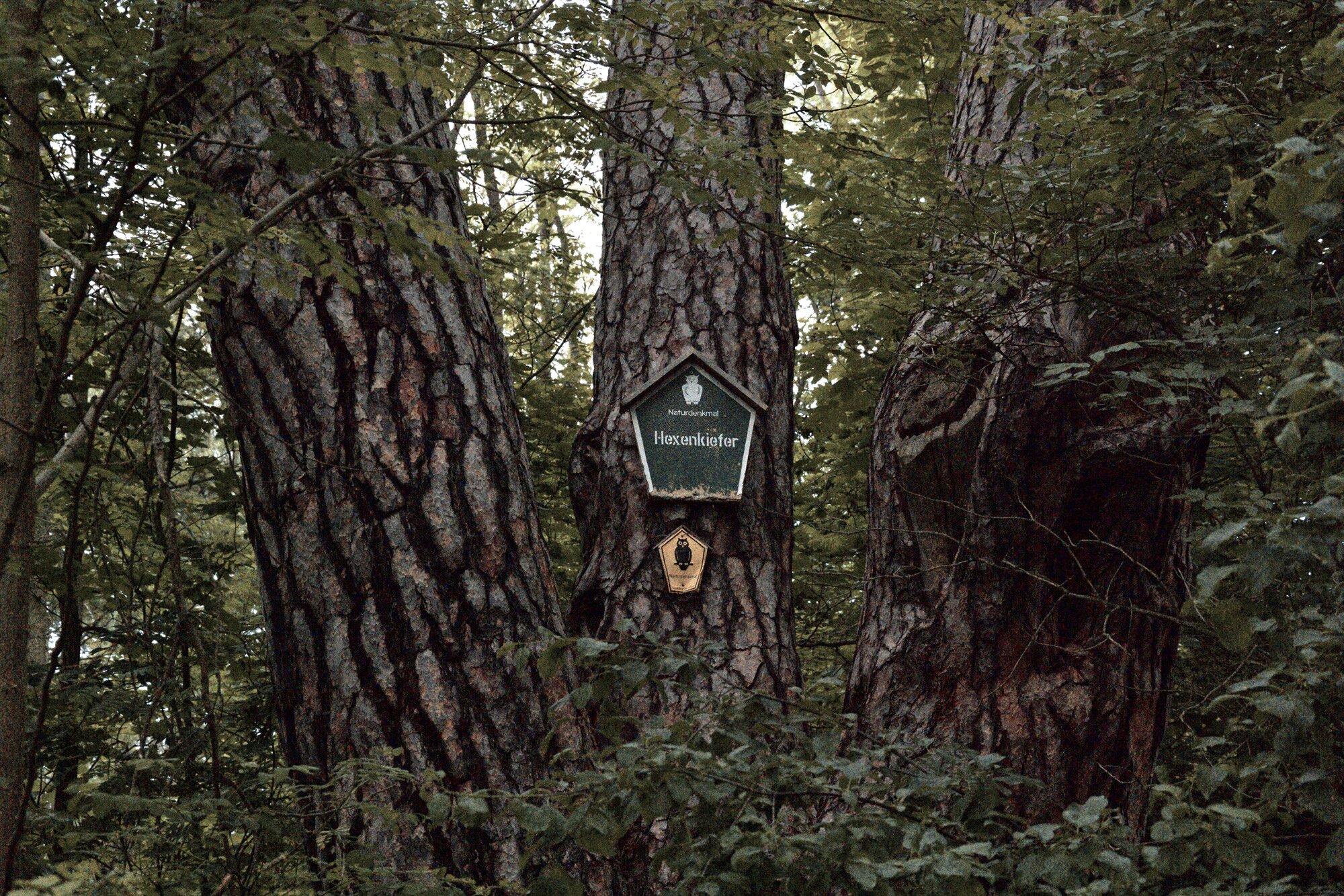 Hexenkiefer Emstaler Schlauch