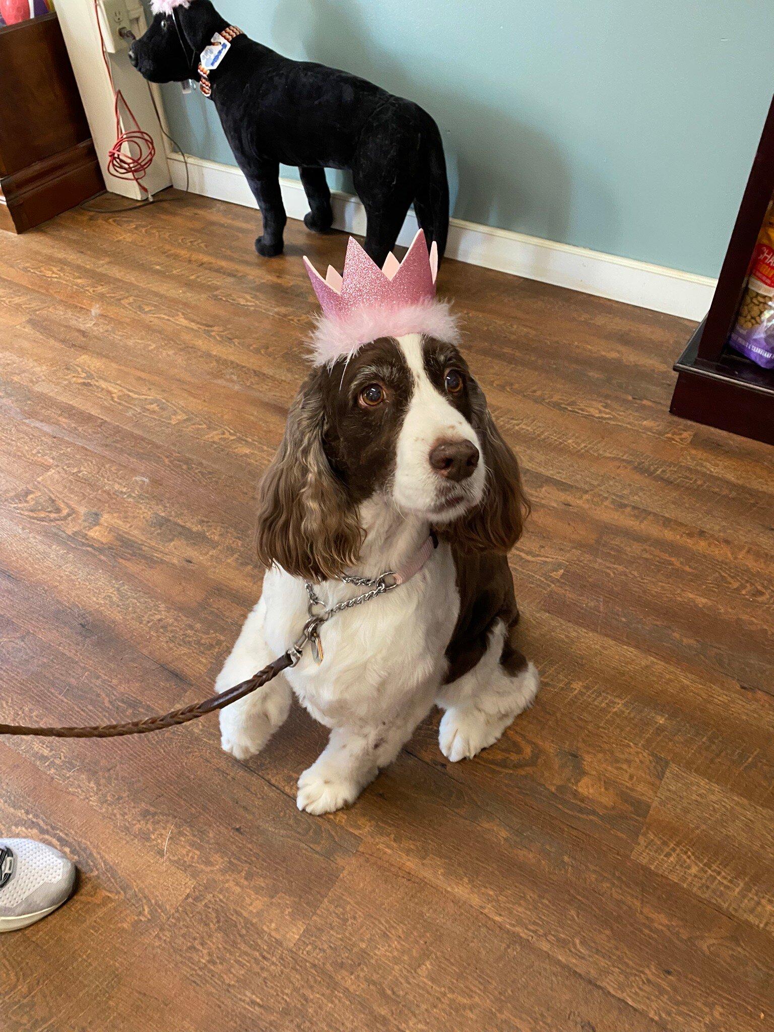 Dogs On Depot