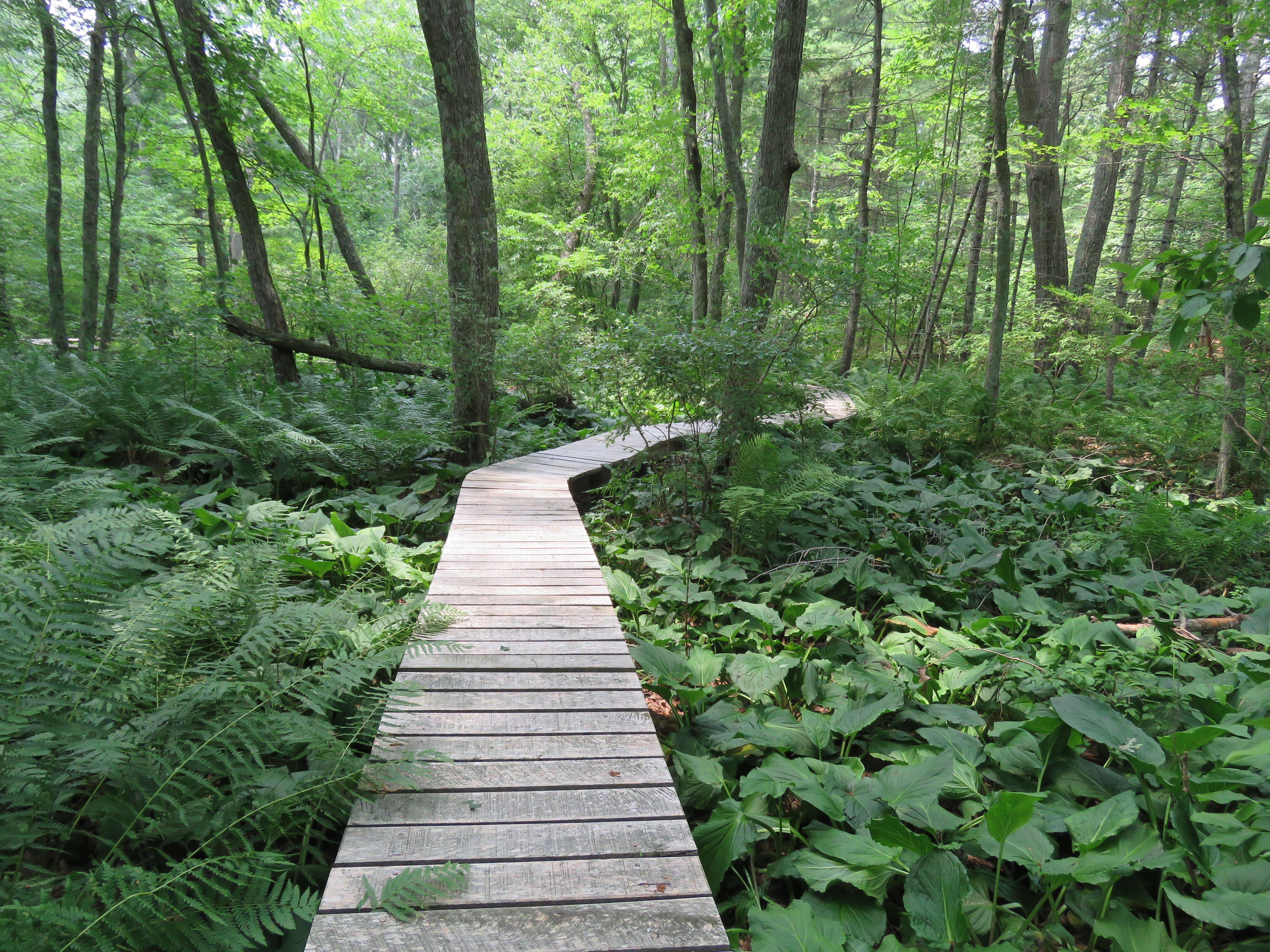 Norcross Wildlife Sanctuary (Tupper Hill )