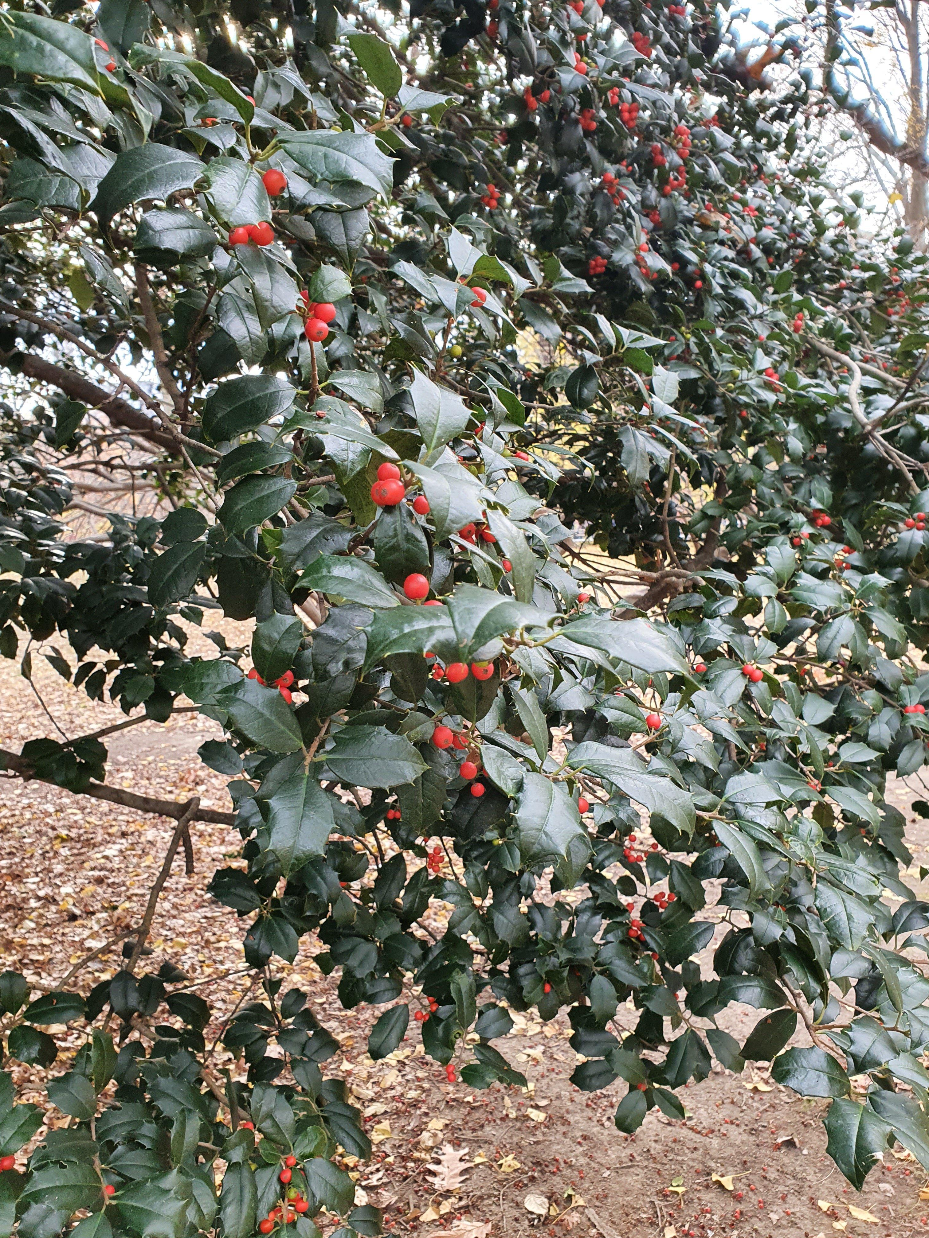 Central Park New York