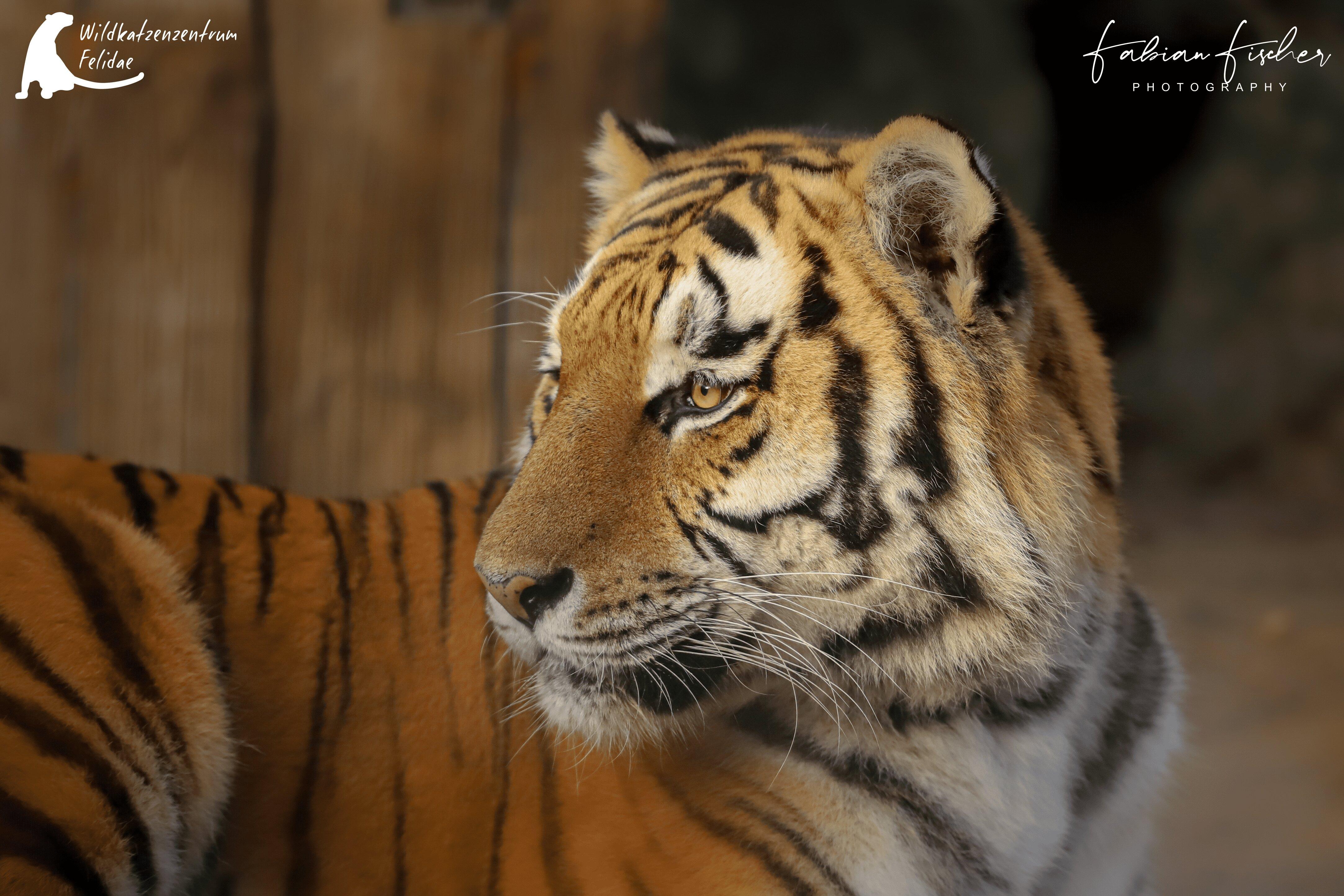 Wildkatzenzentrum Felidae