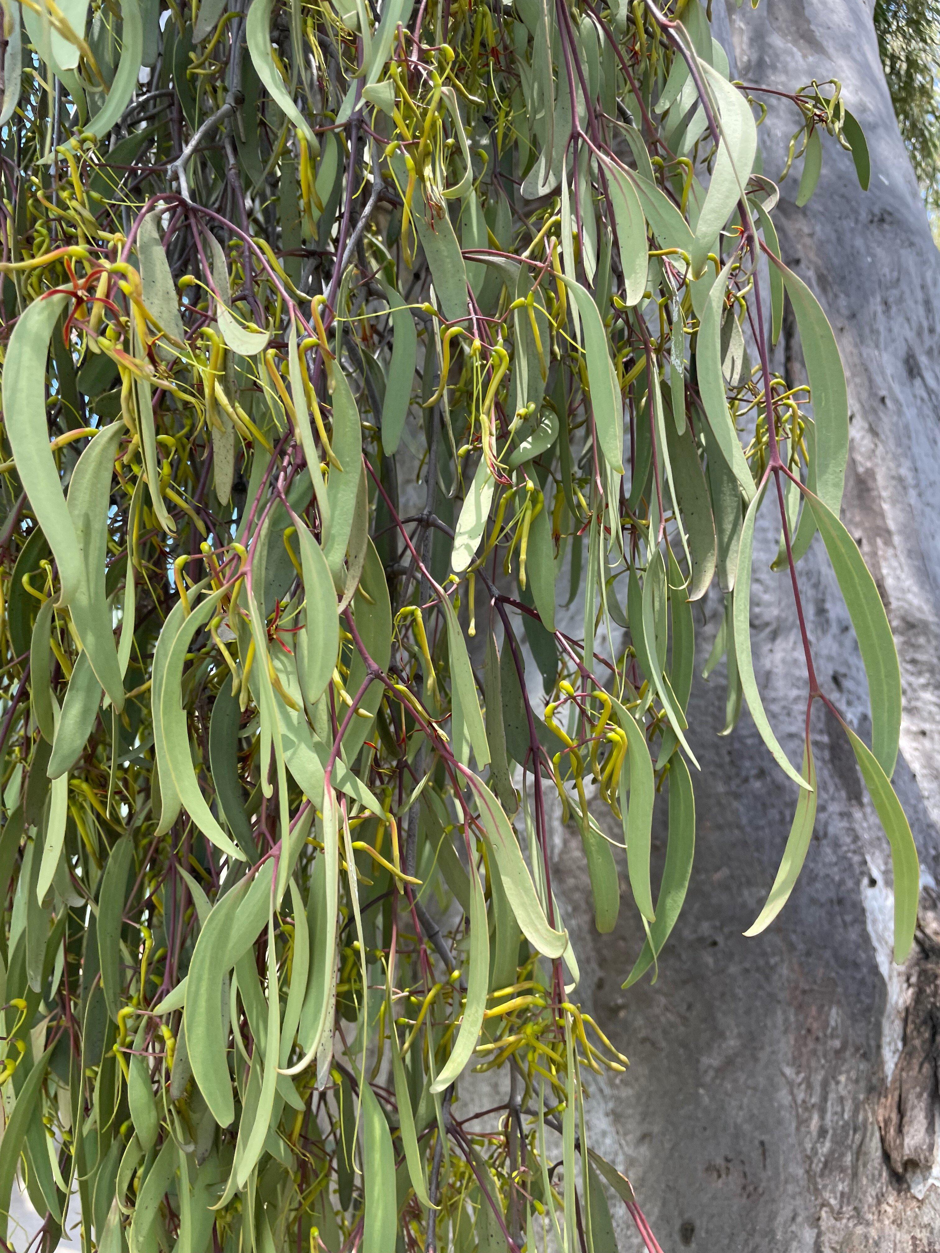 Kerrabee Soundshell Public Reserve