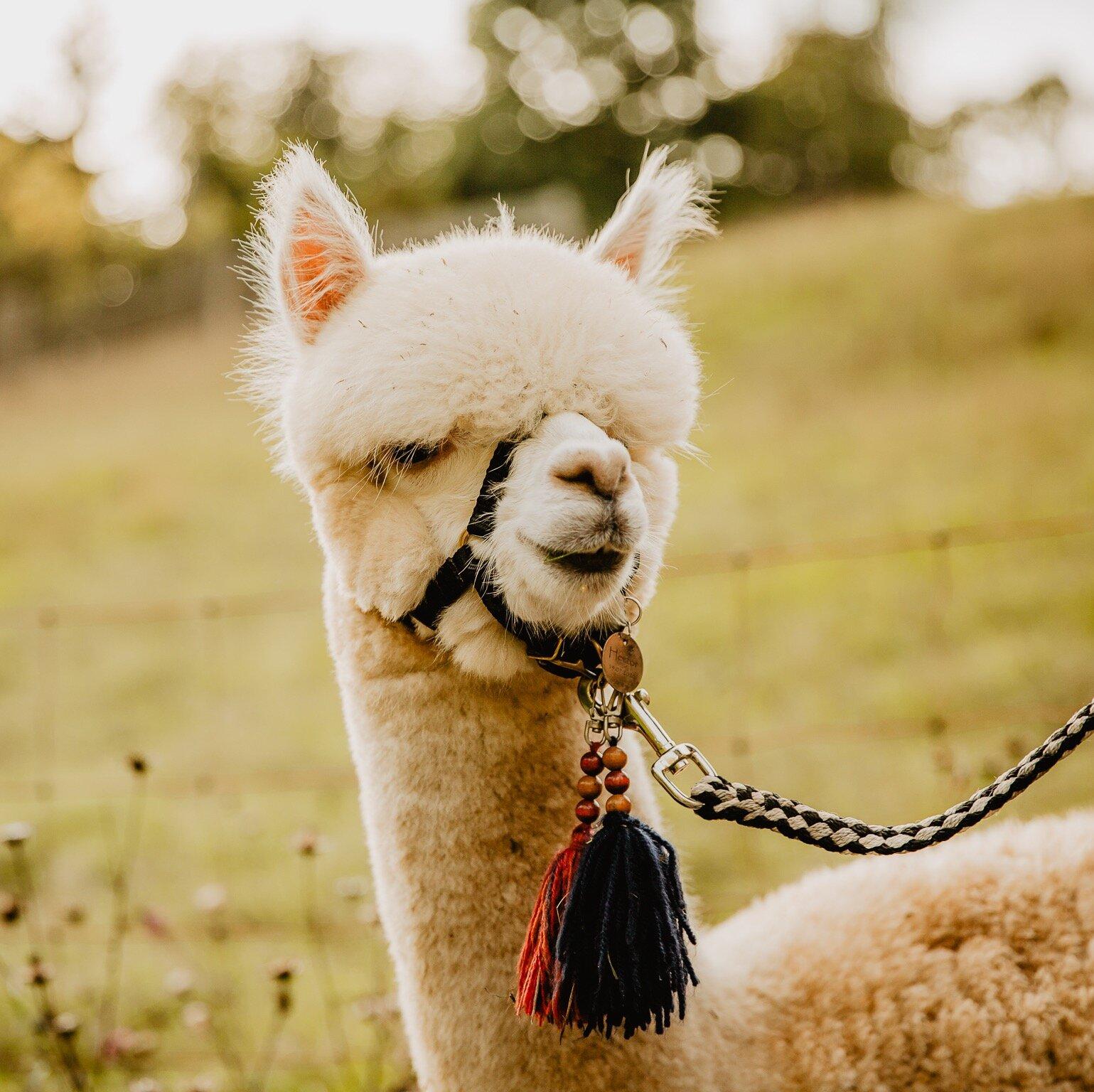 Alpakas & Lamas vom Roten Berg