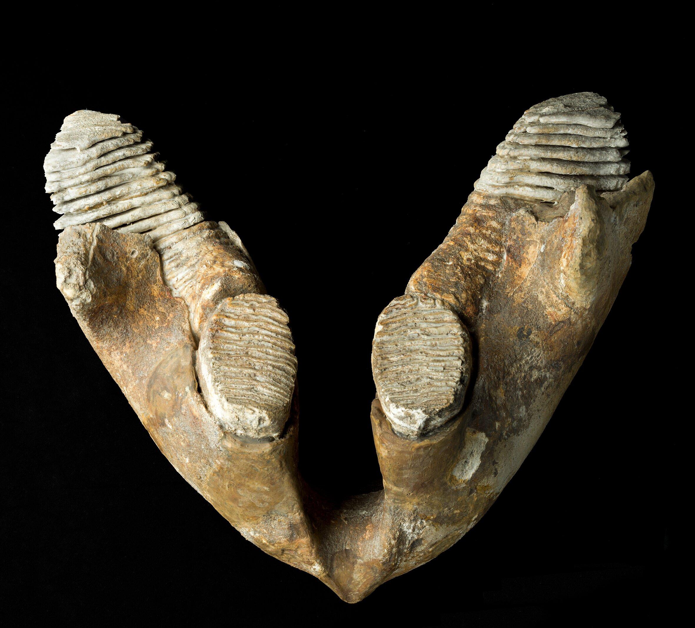 Fränkische Schweiz-Museum