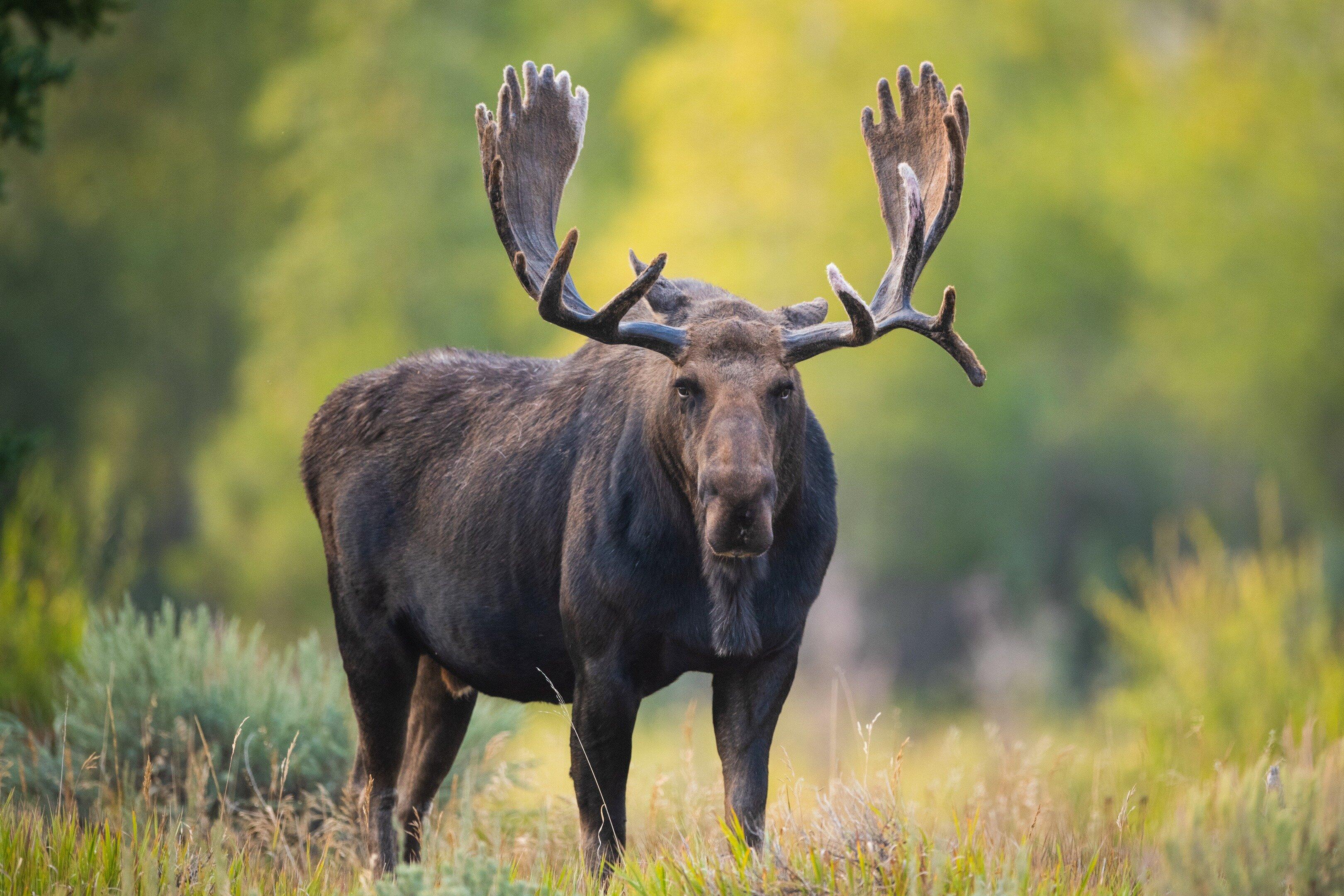 Roam Wild Photo Tours