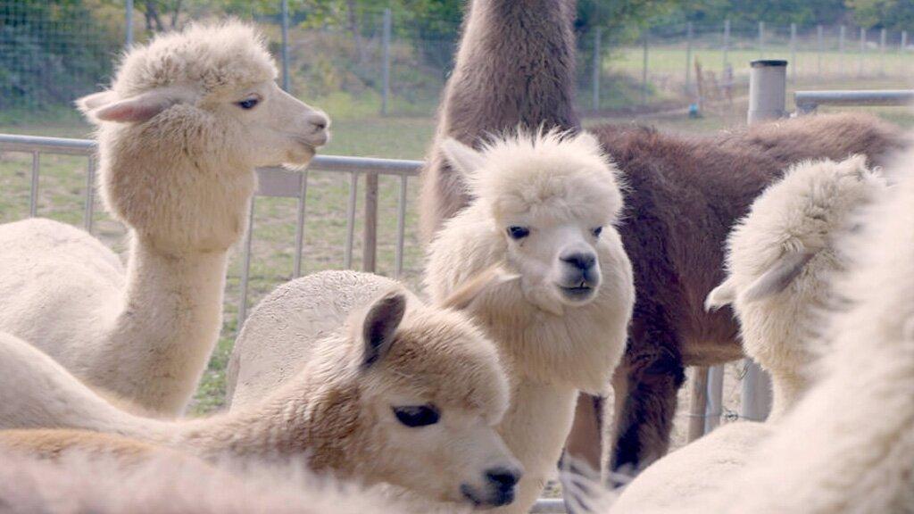 Die Alpaka und Lama Gefährten