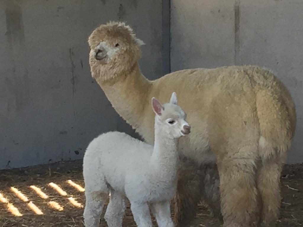 Colomendy Alpaca Farm