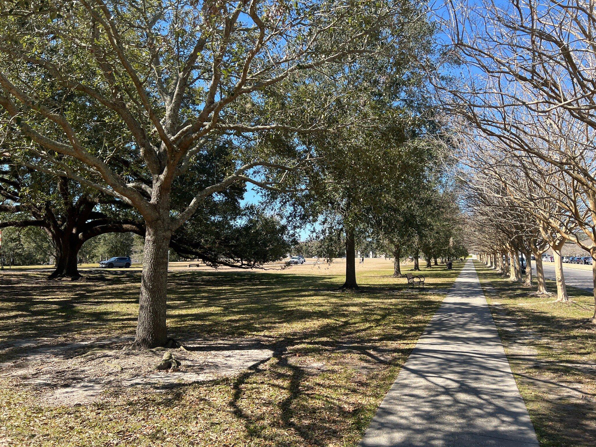 The Tulips at City Park