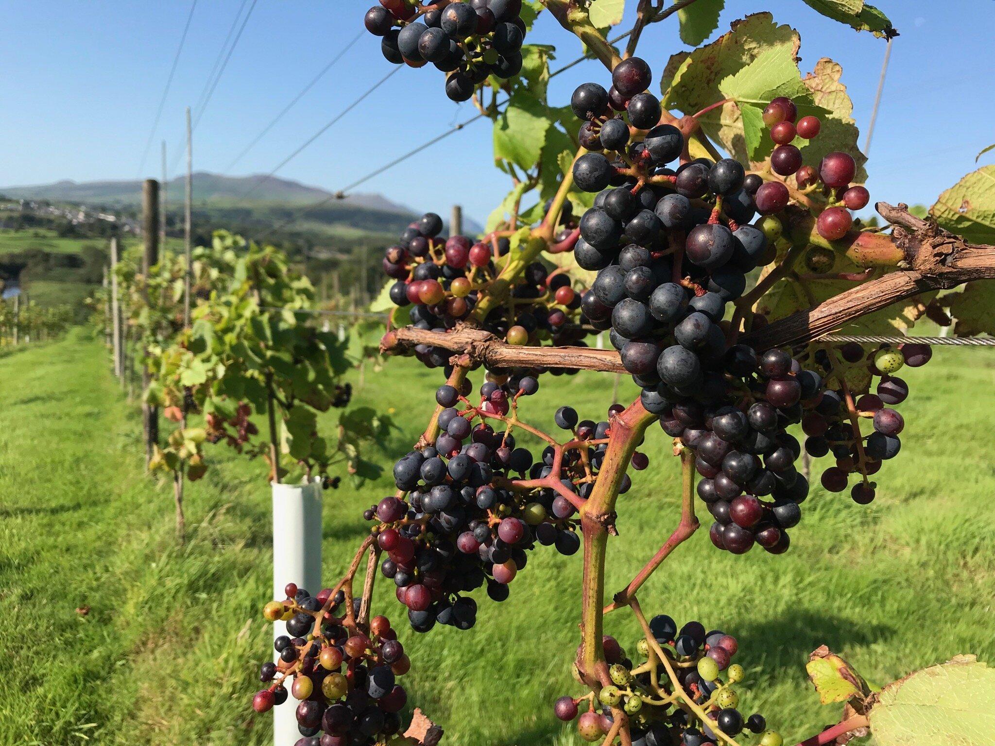 Pant Du Vineyard & Orchard