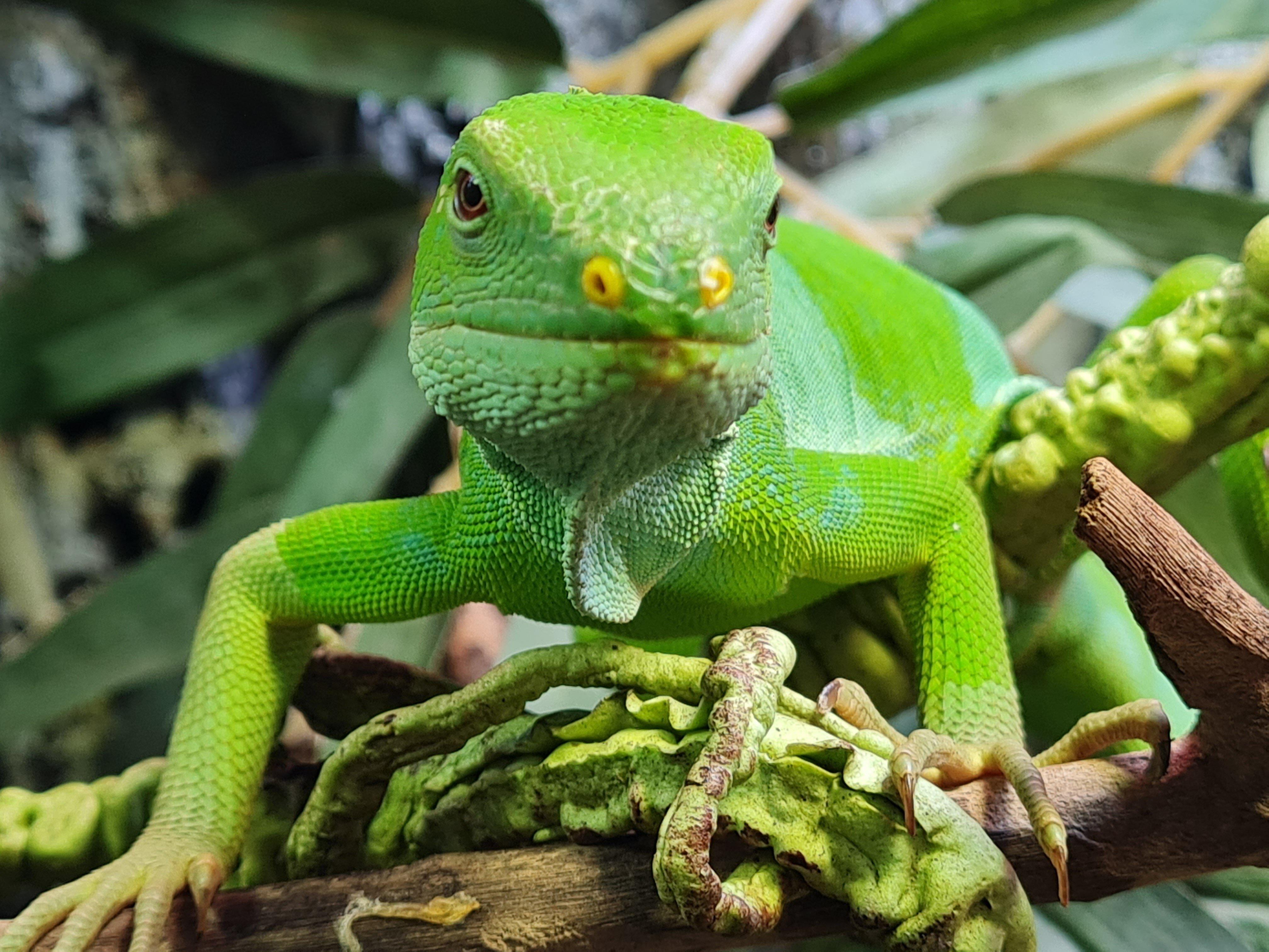 Plantasia Tropical Zoo