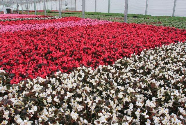 Natorp's Nursery Outlet