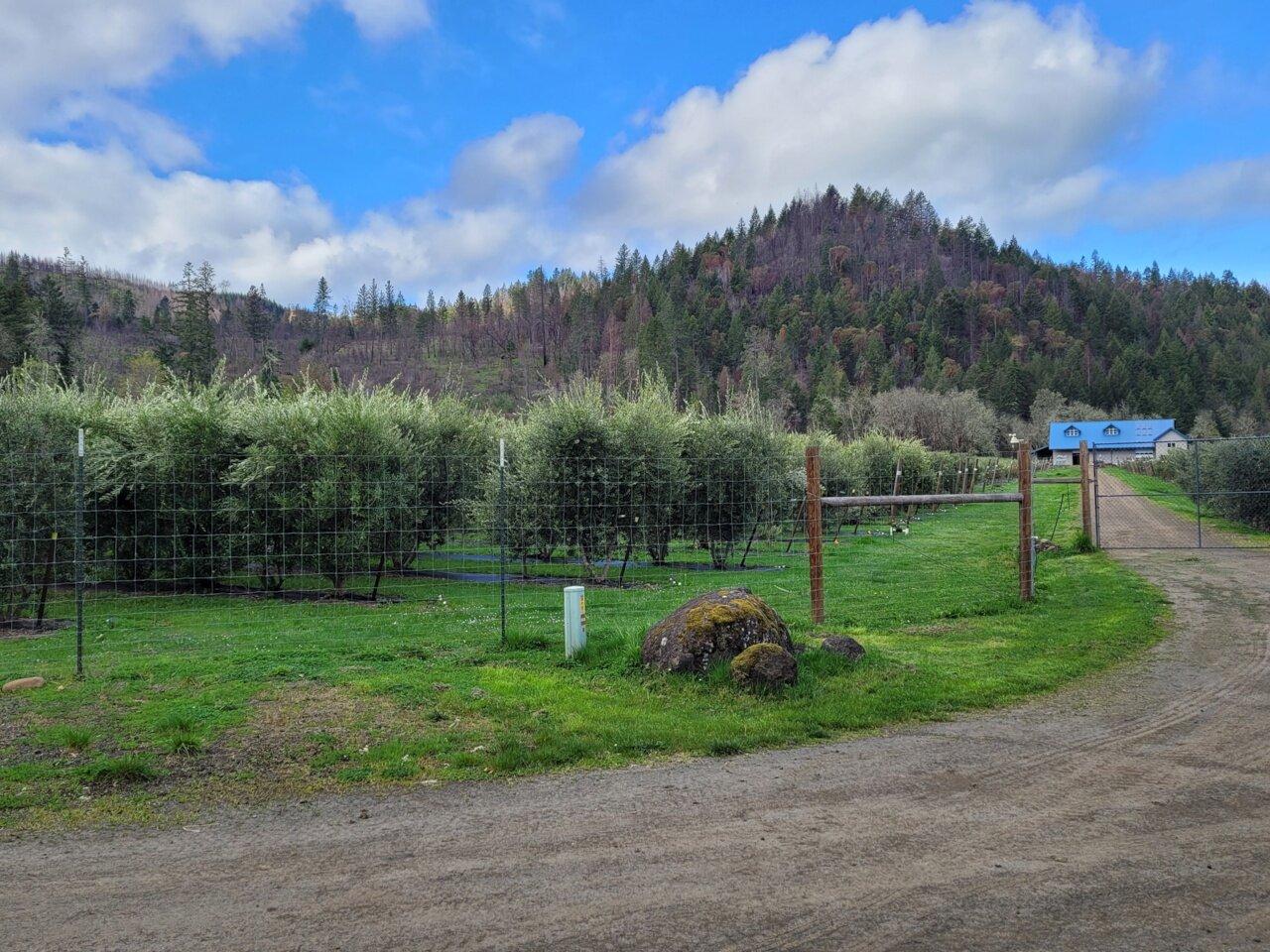 River Ranch Oregon Olive Oil