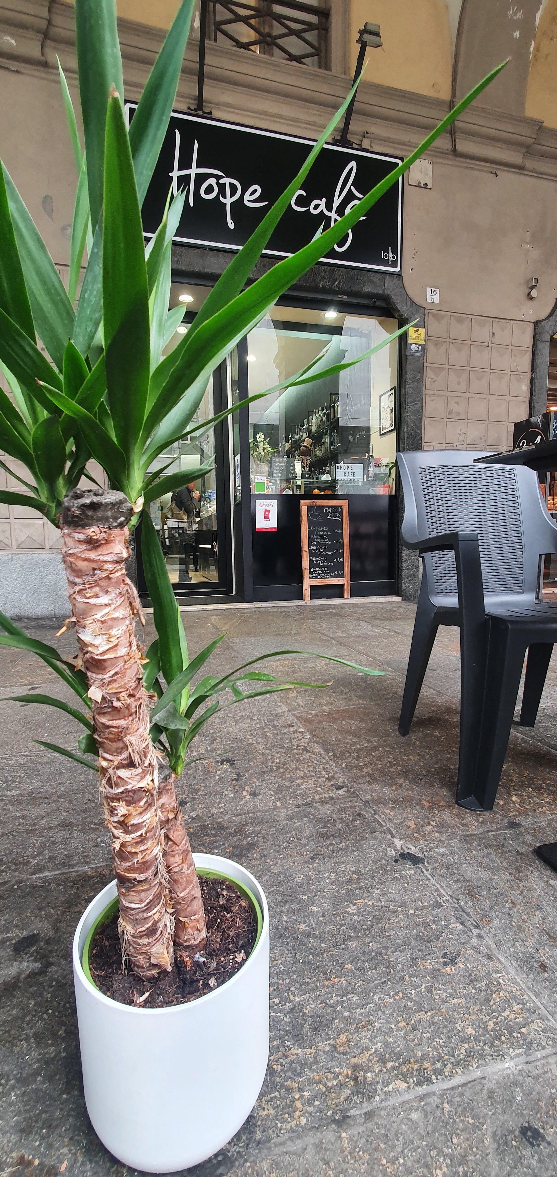 Hope Cafè