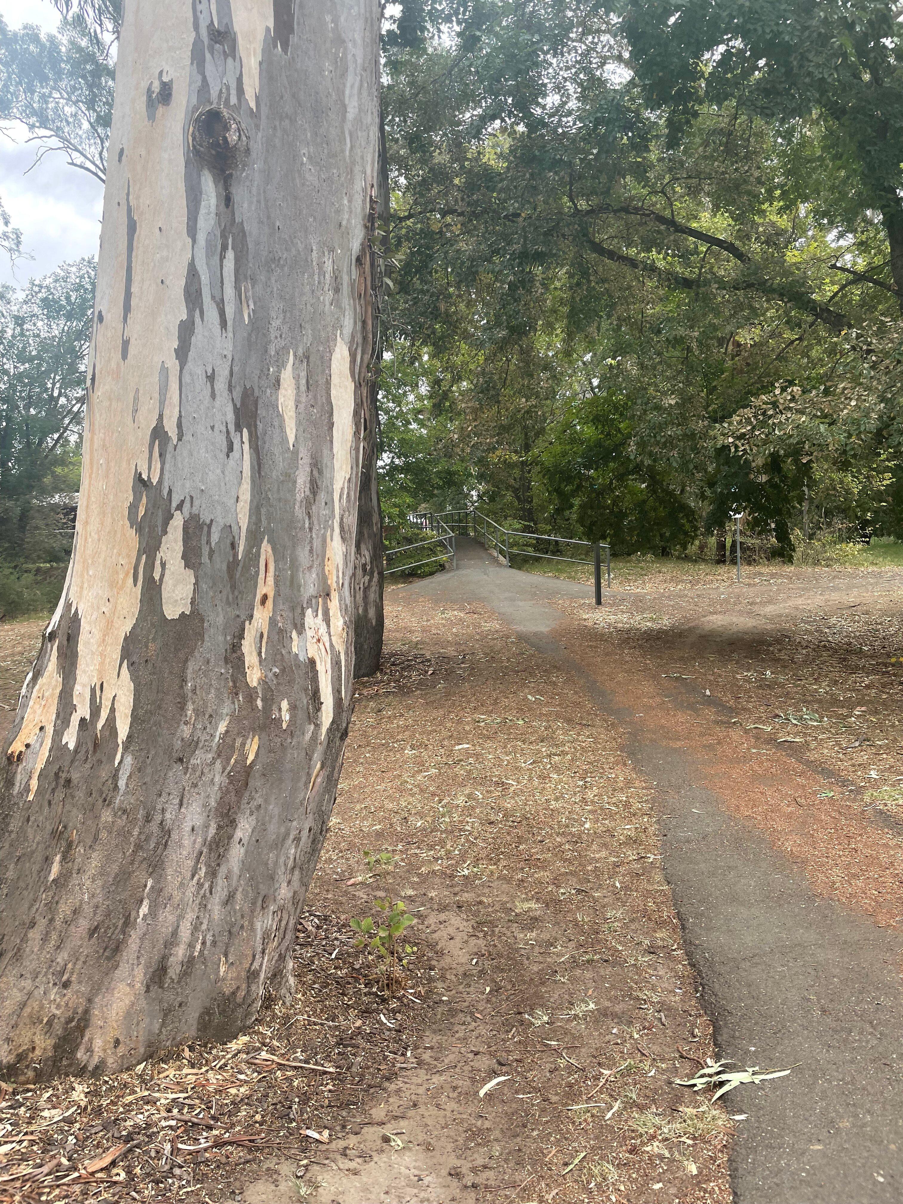 Seven Creeks Walking Track