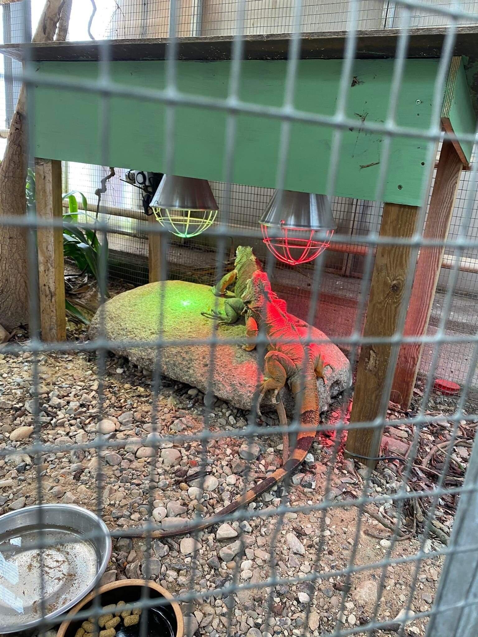 Hald Ege Mini Regnskov