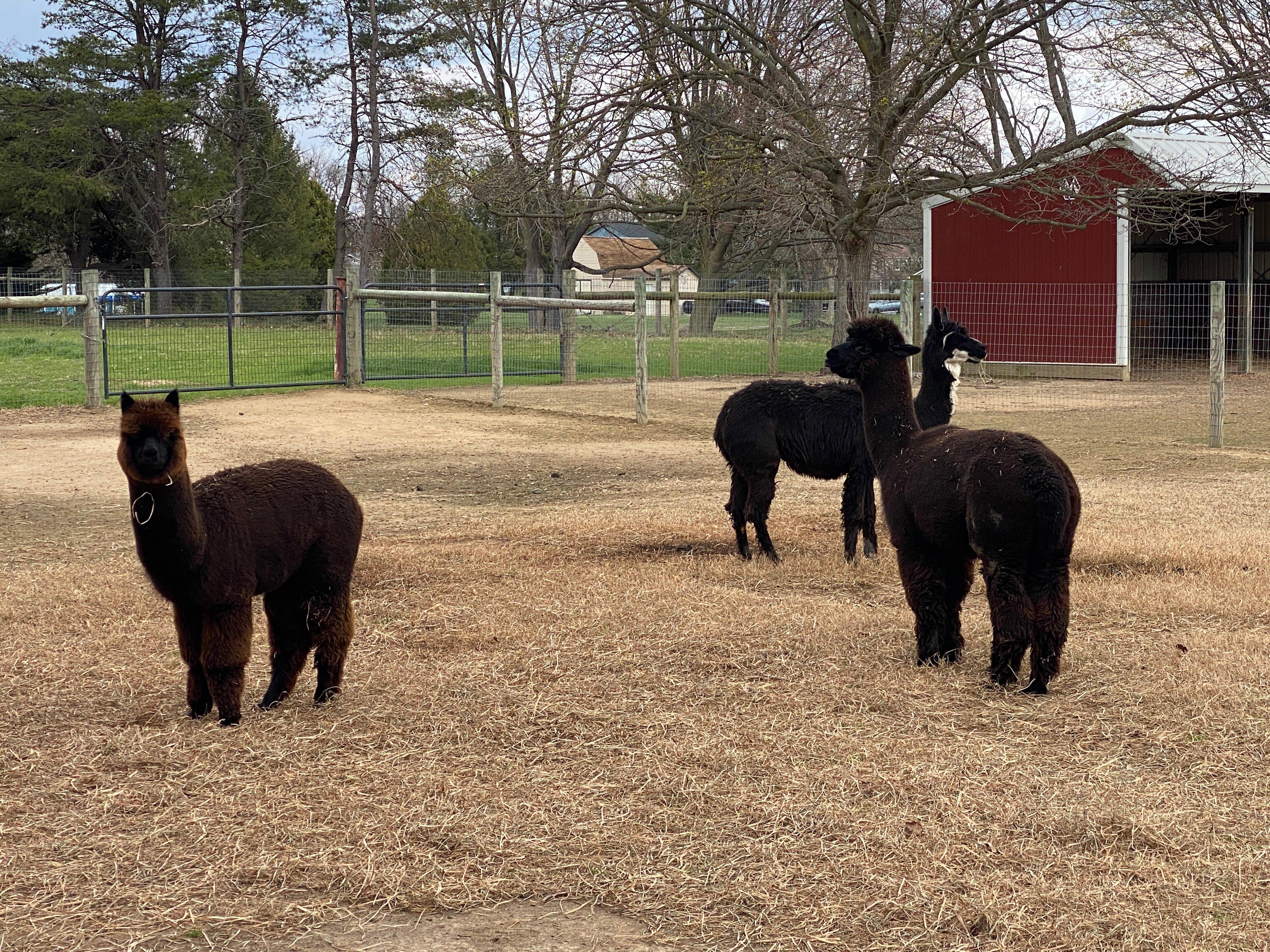 New Groove Alpacas