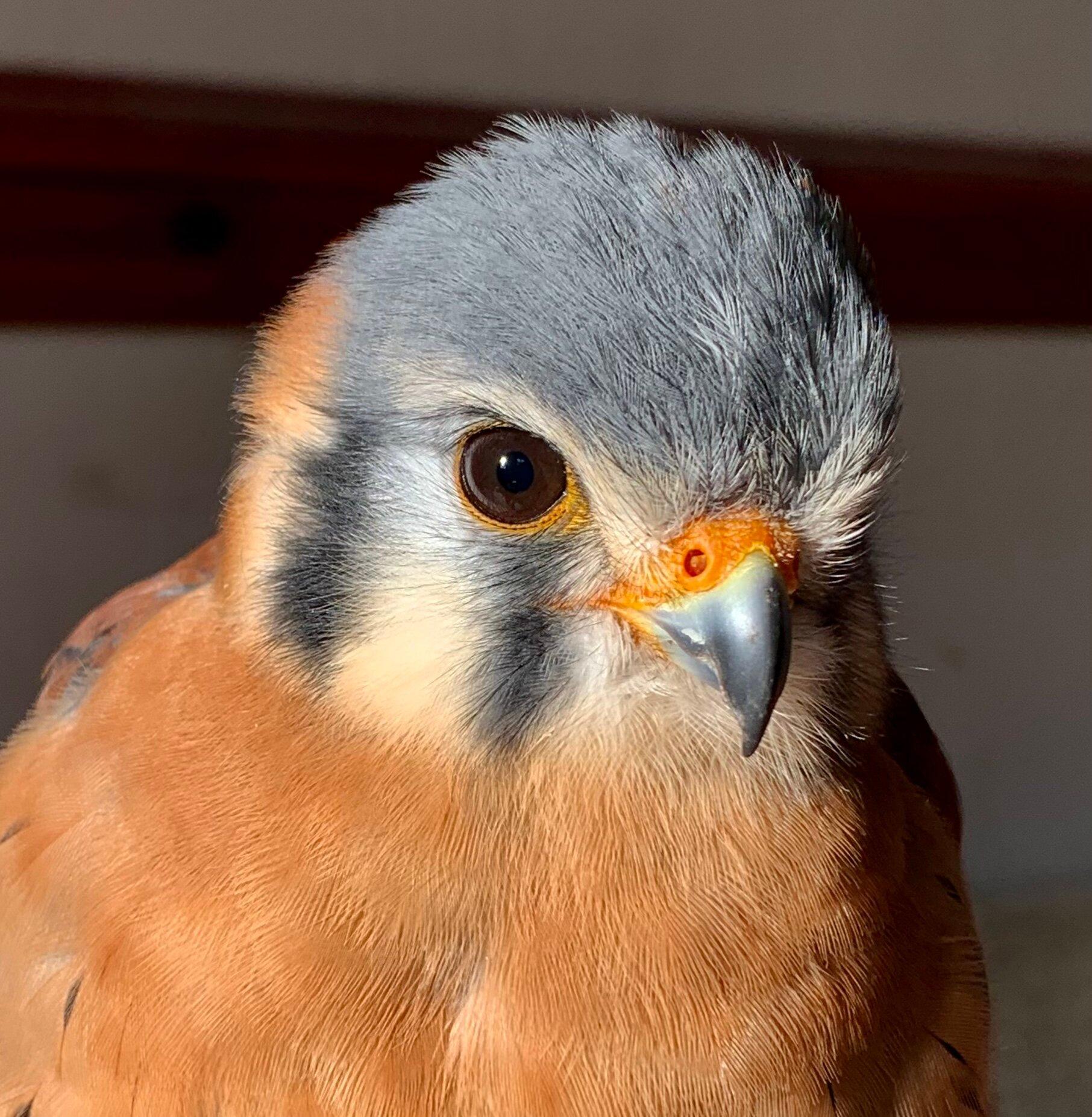 Wren's Birds Of Prey