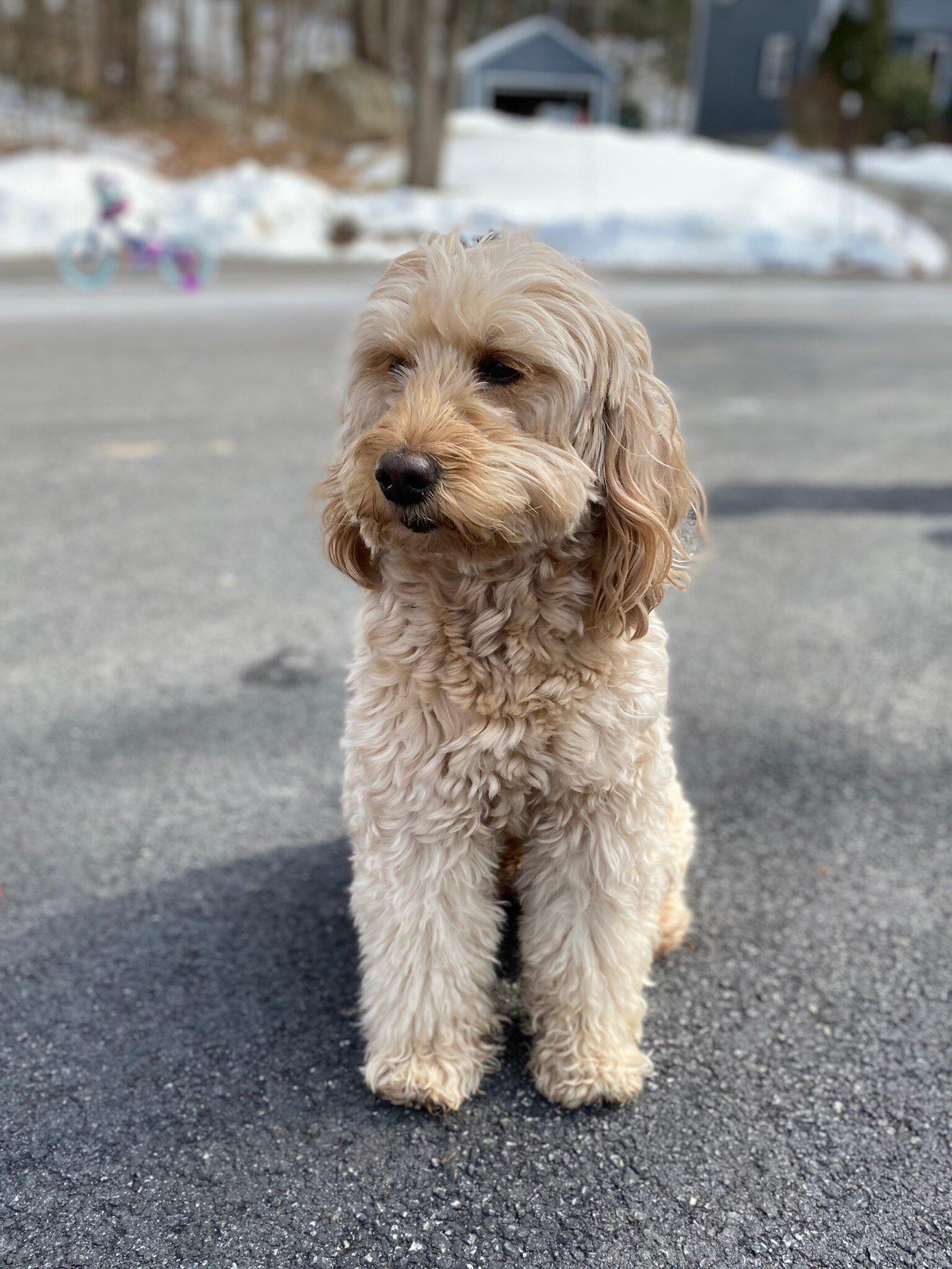 Photo by Cherry_Wonderdog