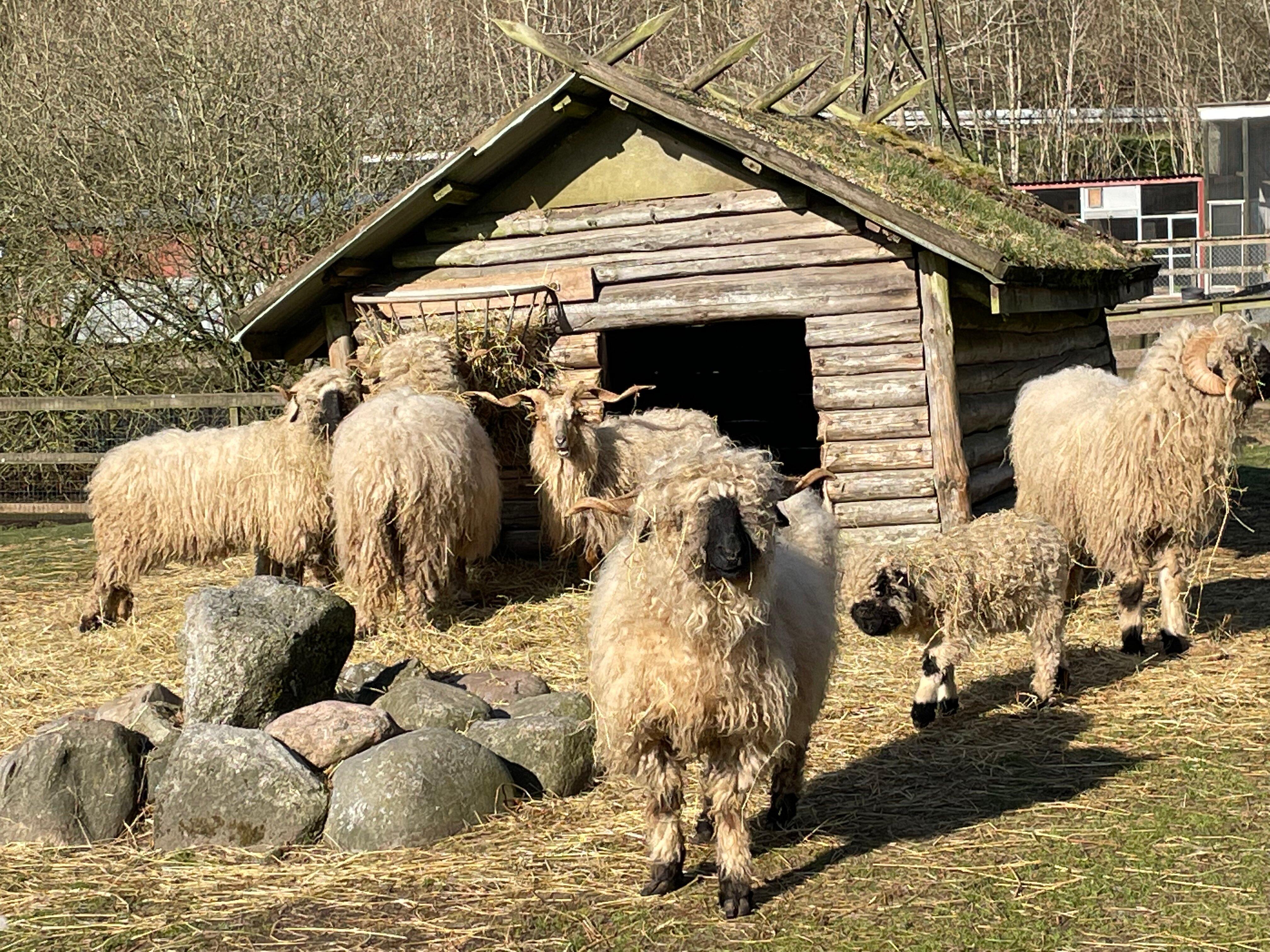 Nordisk Dyrepark