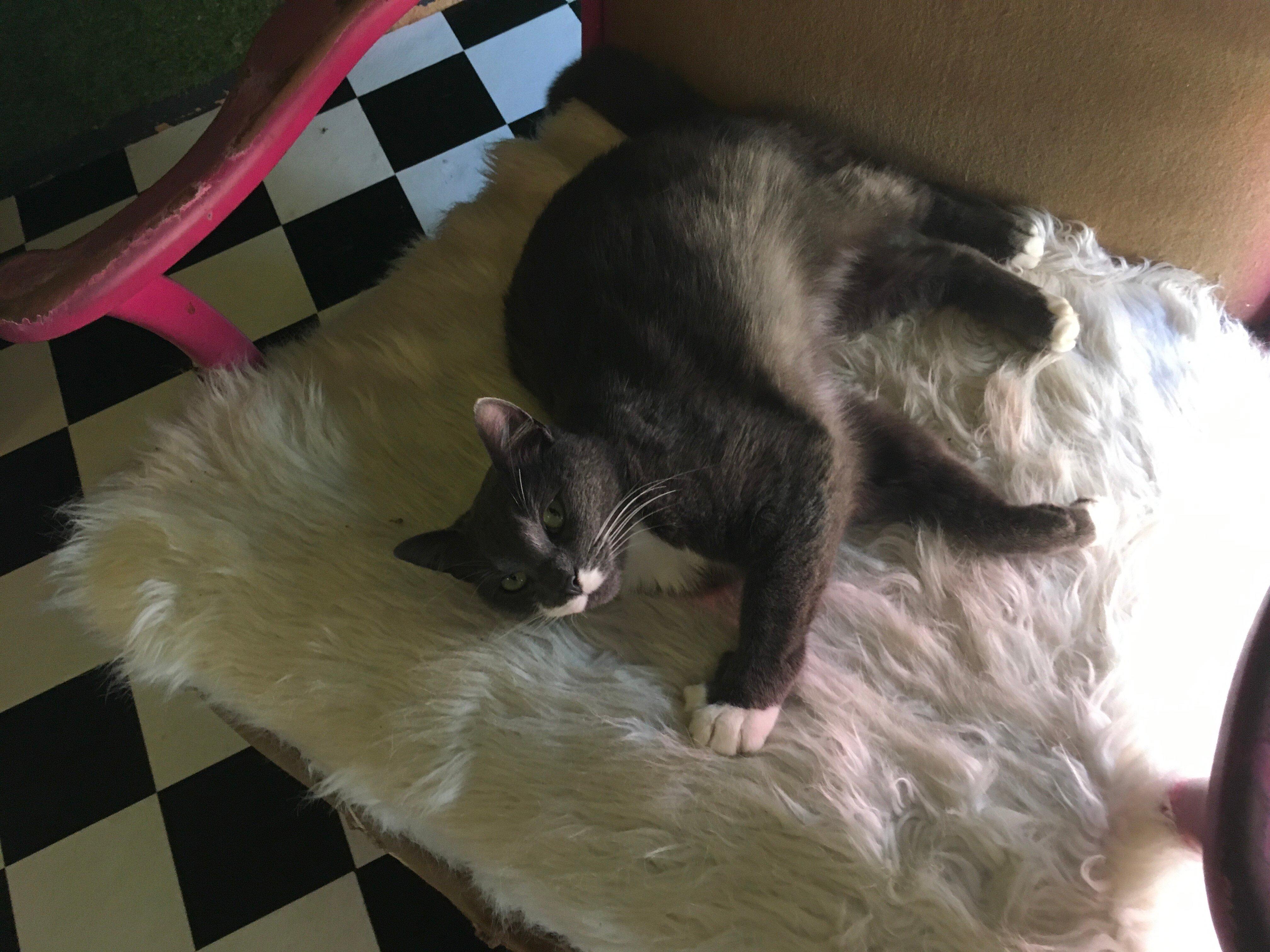 Grounded Paws Cat Café