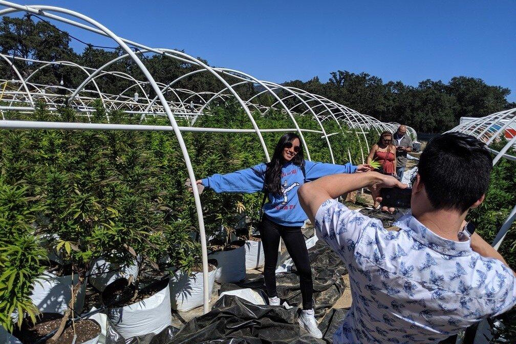 Visit a Cannabis Farm in California