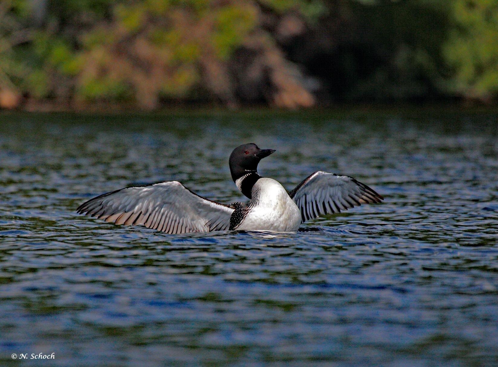 Adirondack Center for Loon Conservation