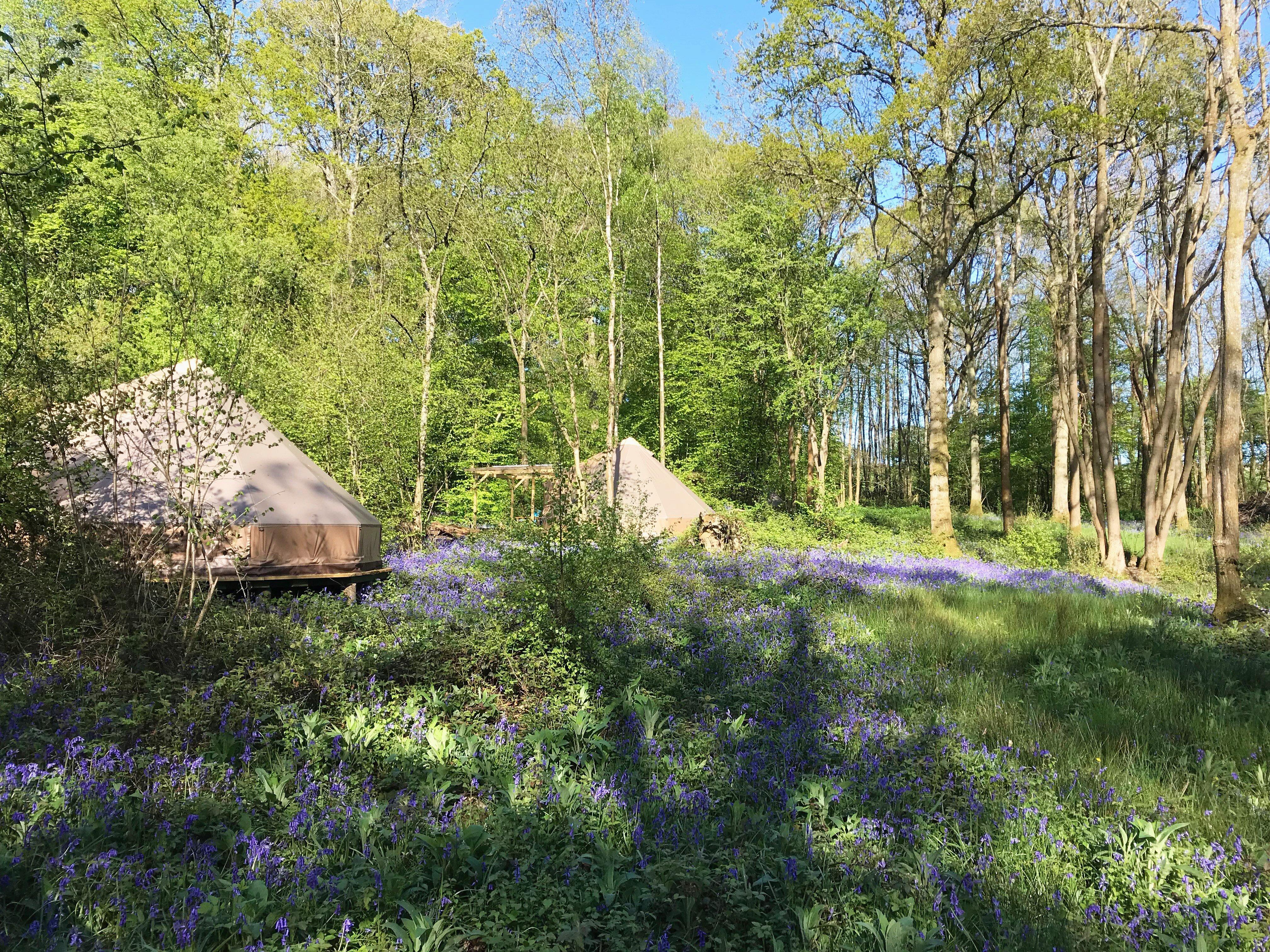 Wild Boar Wood Campsite