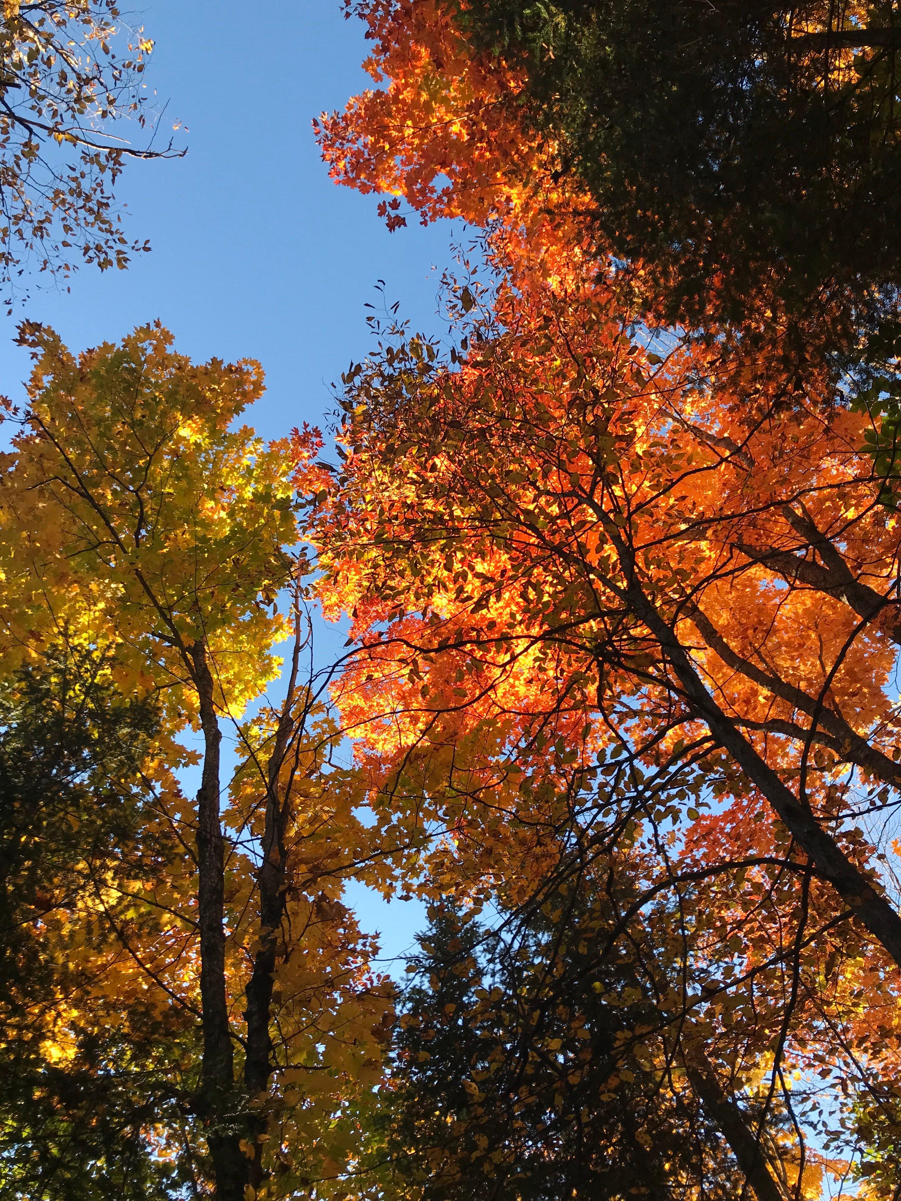 Three Pines Microfarm