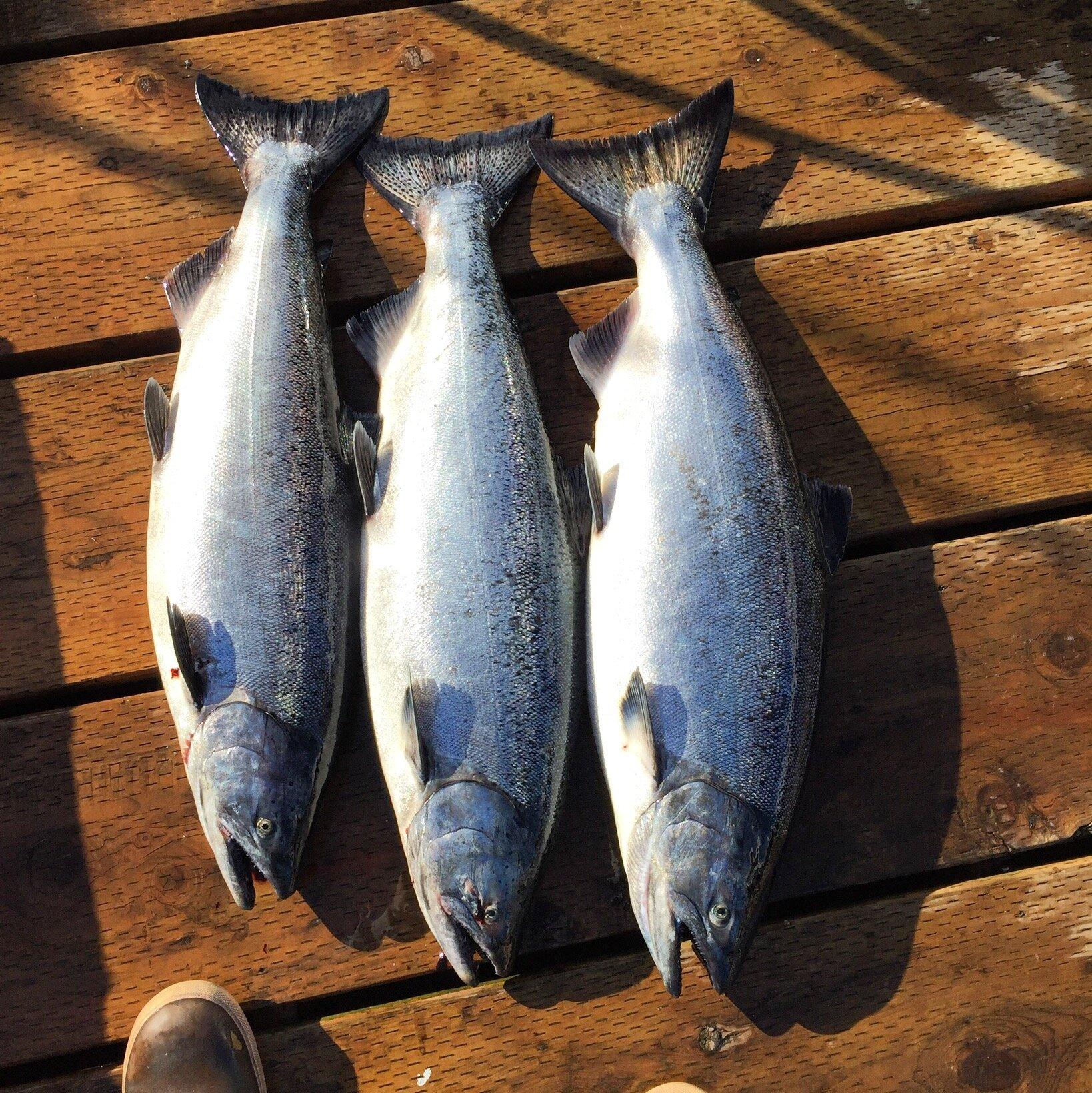 DeepSea SportFish KTN