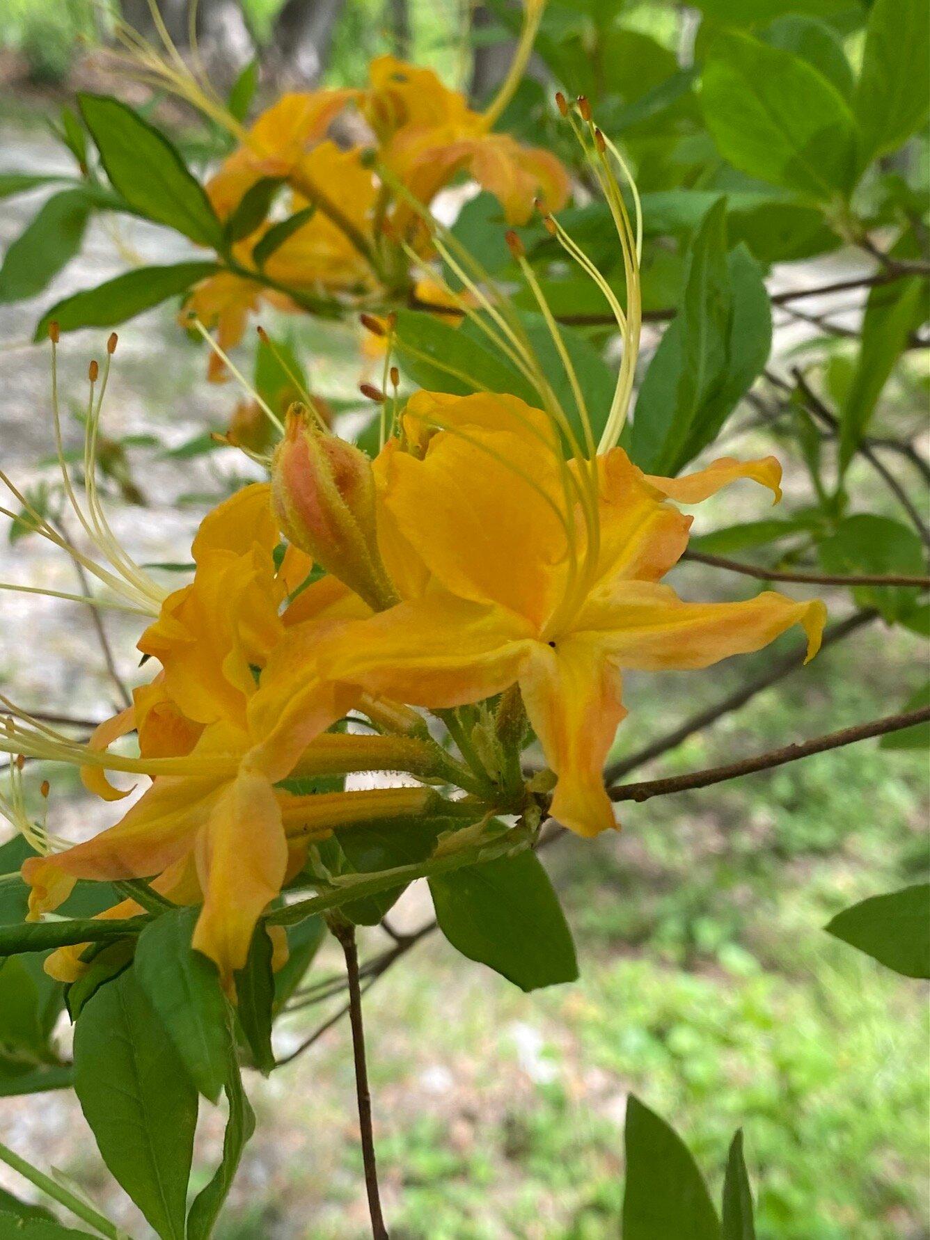 Corneille Bryan Native Garden