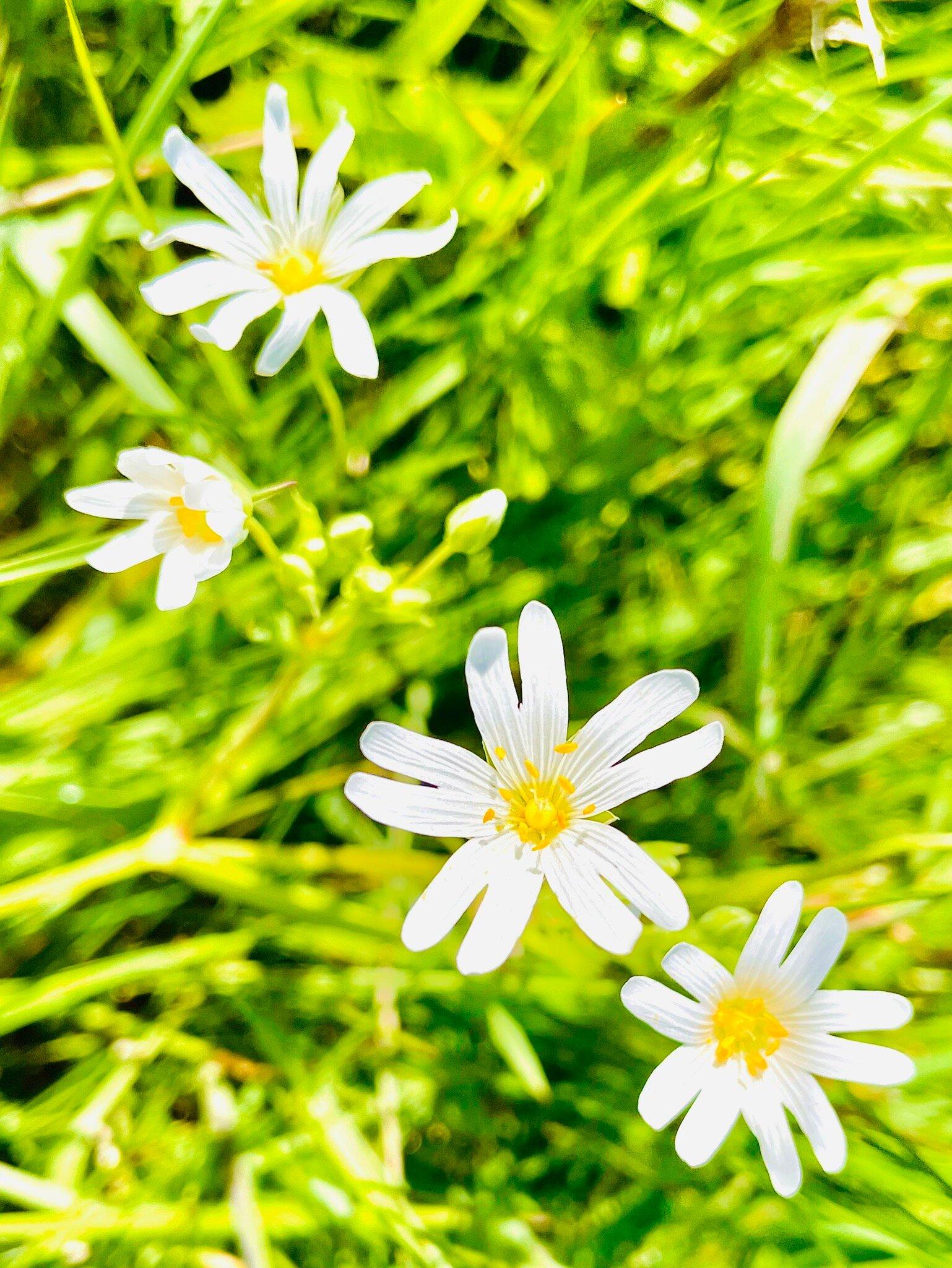 The Inch Park And River Street