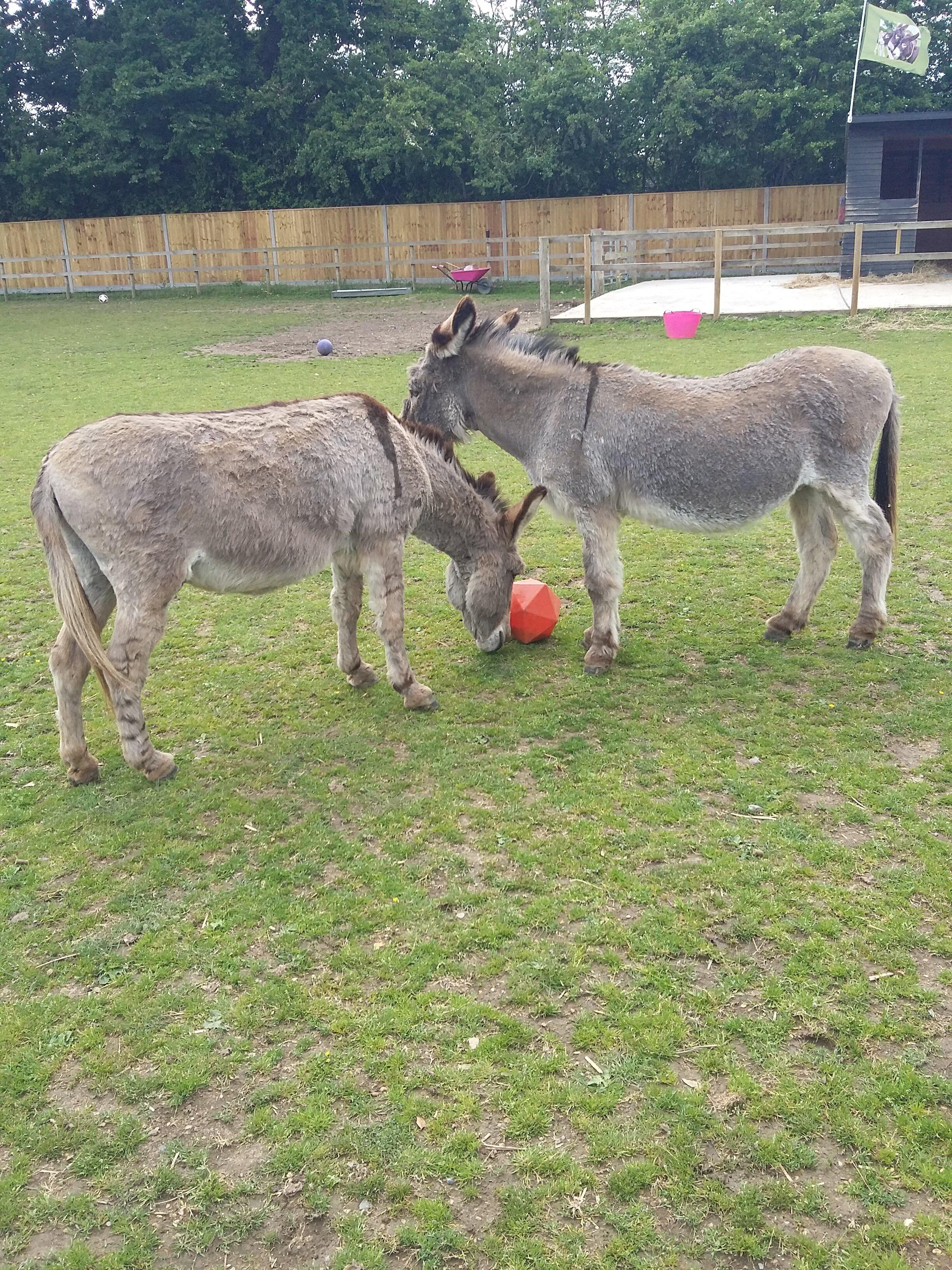 Hayling Island Donkey Sanctuary