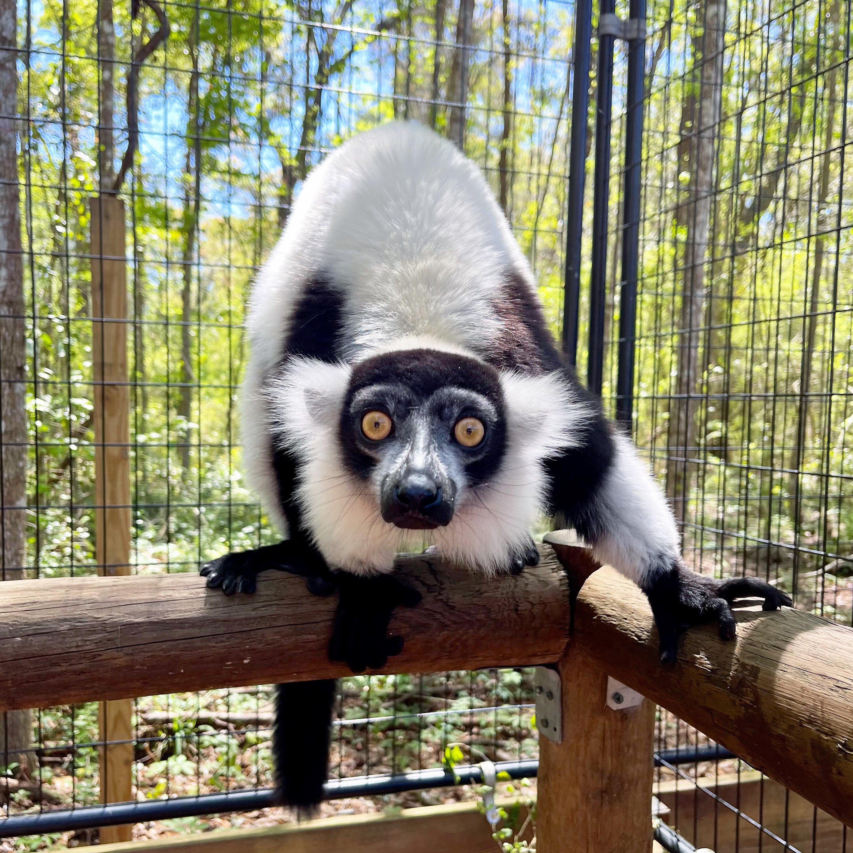 North Florida Wildlife Center