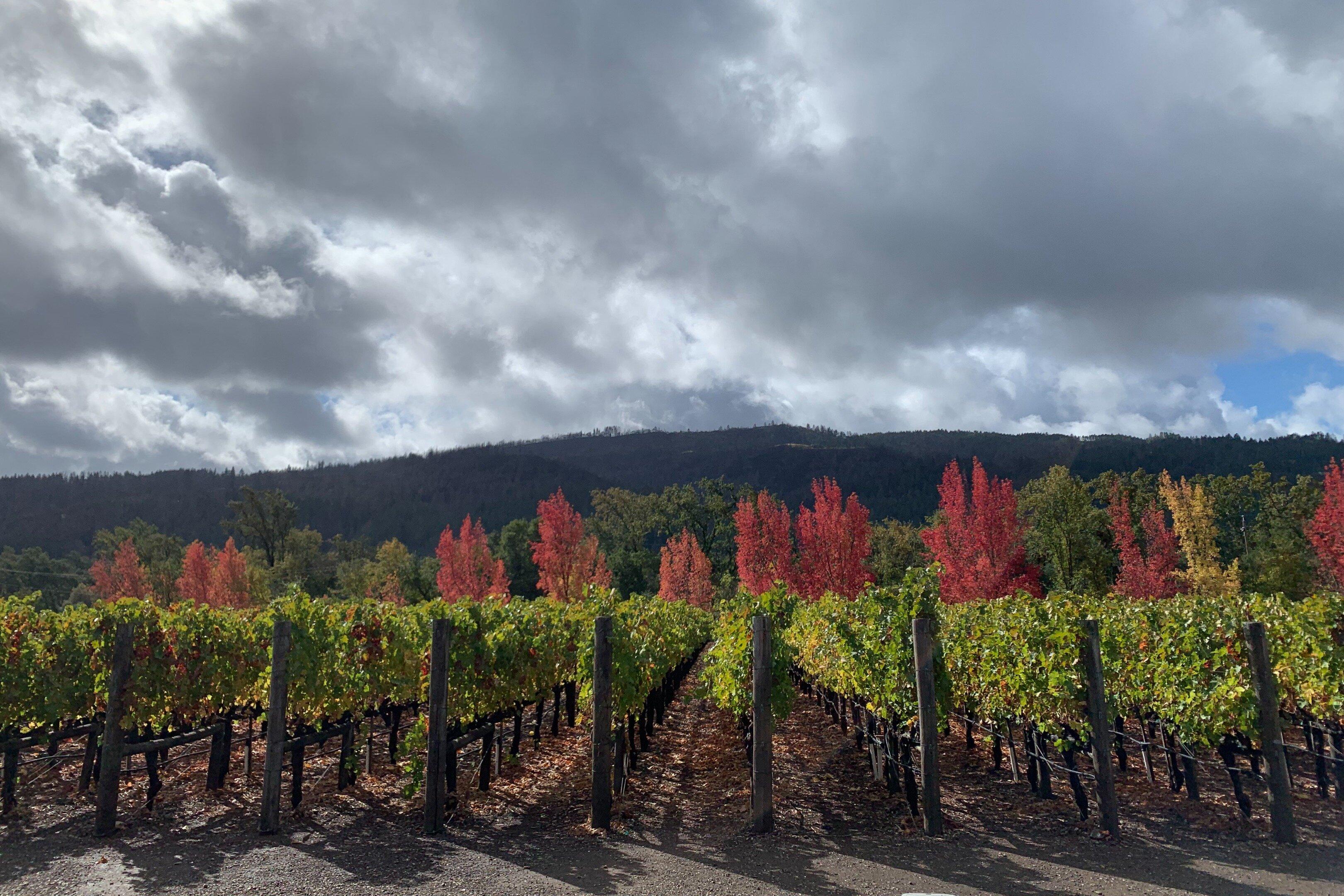 Old Vine Wine Tours and Happy Travelers Tours